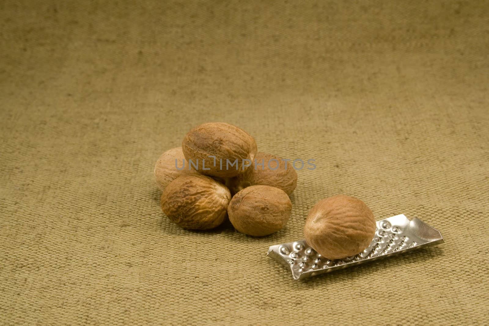 Nutmeg by timscottrom