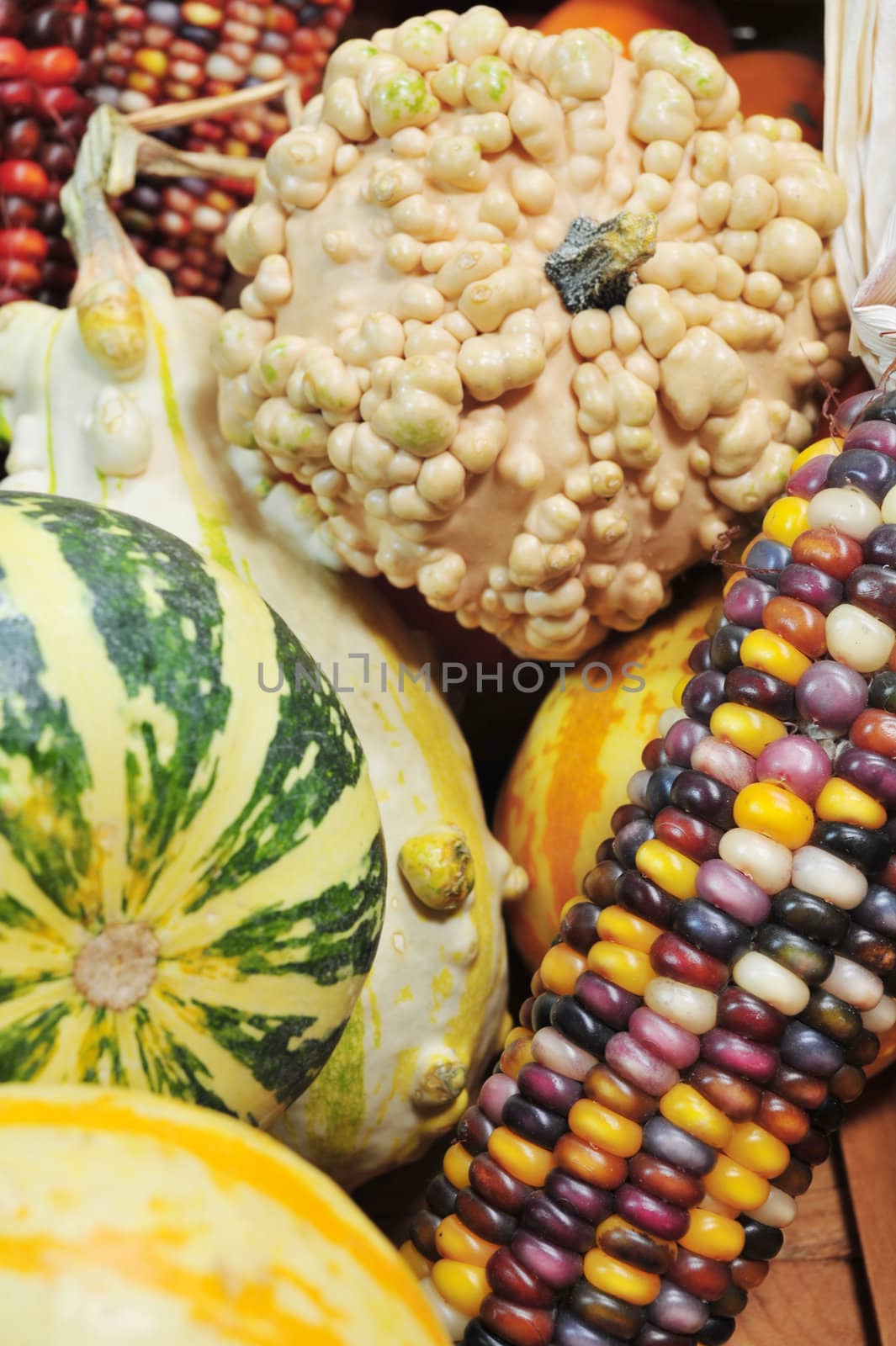 Autumn harvest of gourds and Indian corn