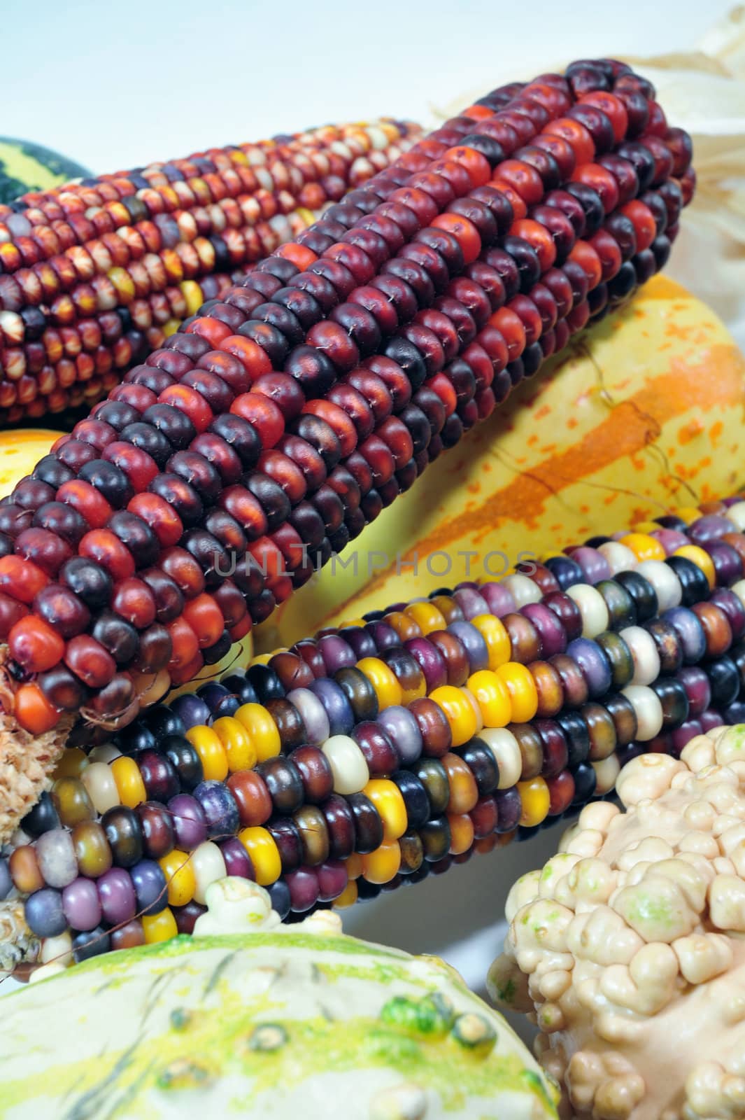 Colorful autumn indian corn and gourds on a light background