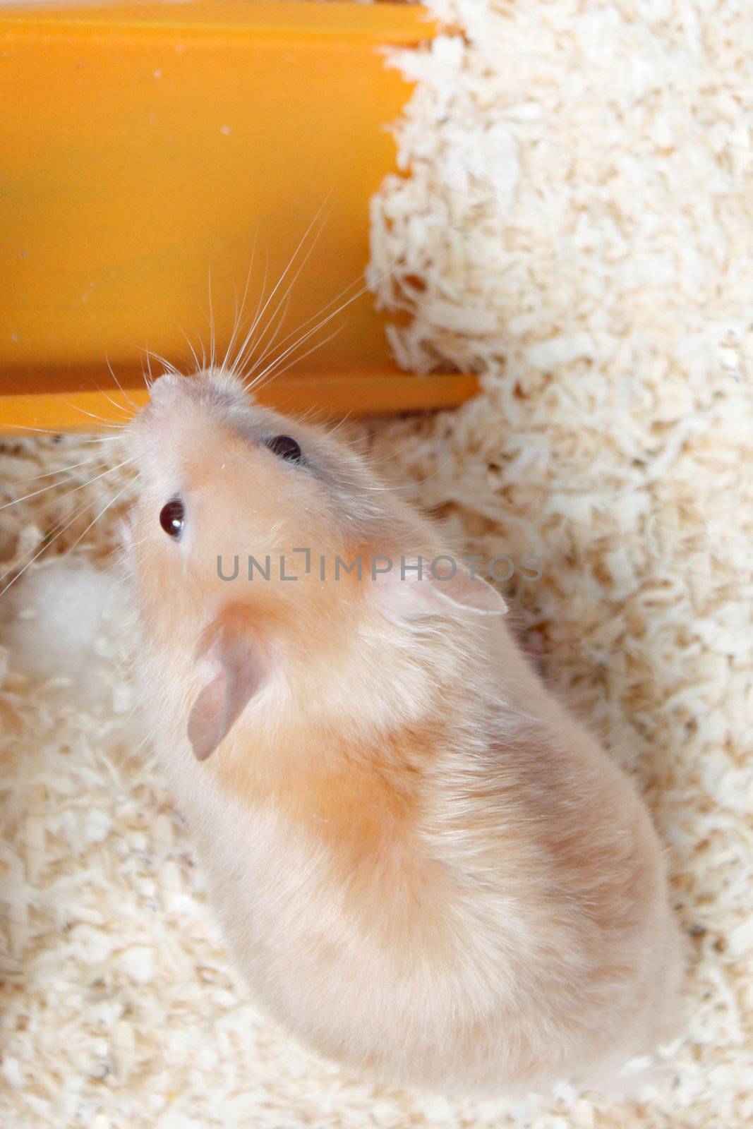 A small cute hamster in a cage