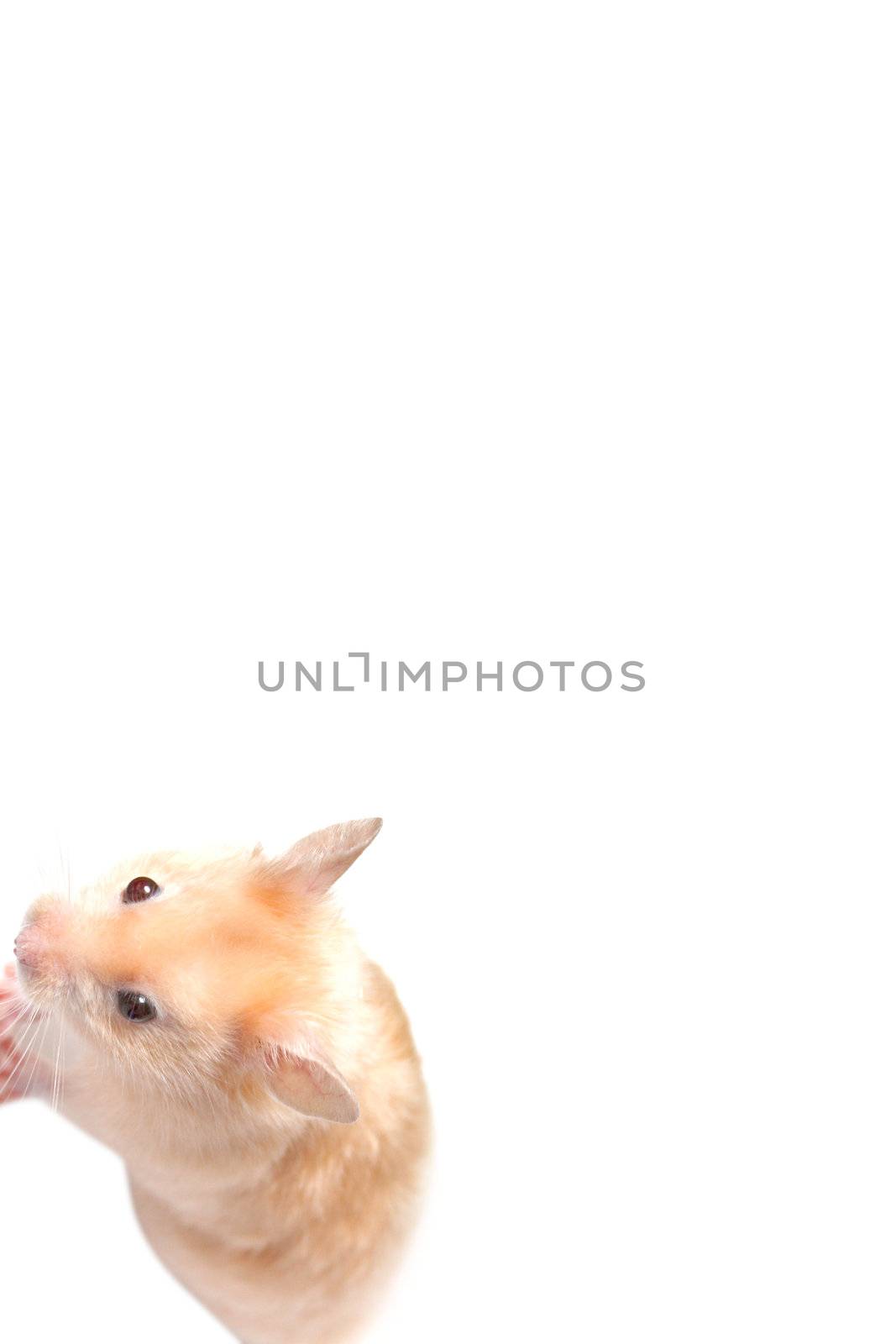 Hamster by leeser