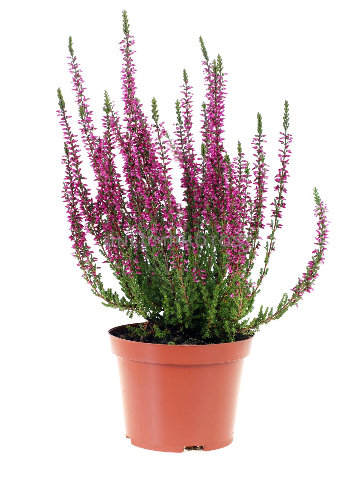 pot of heather in vase isolated on white