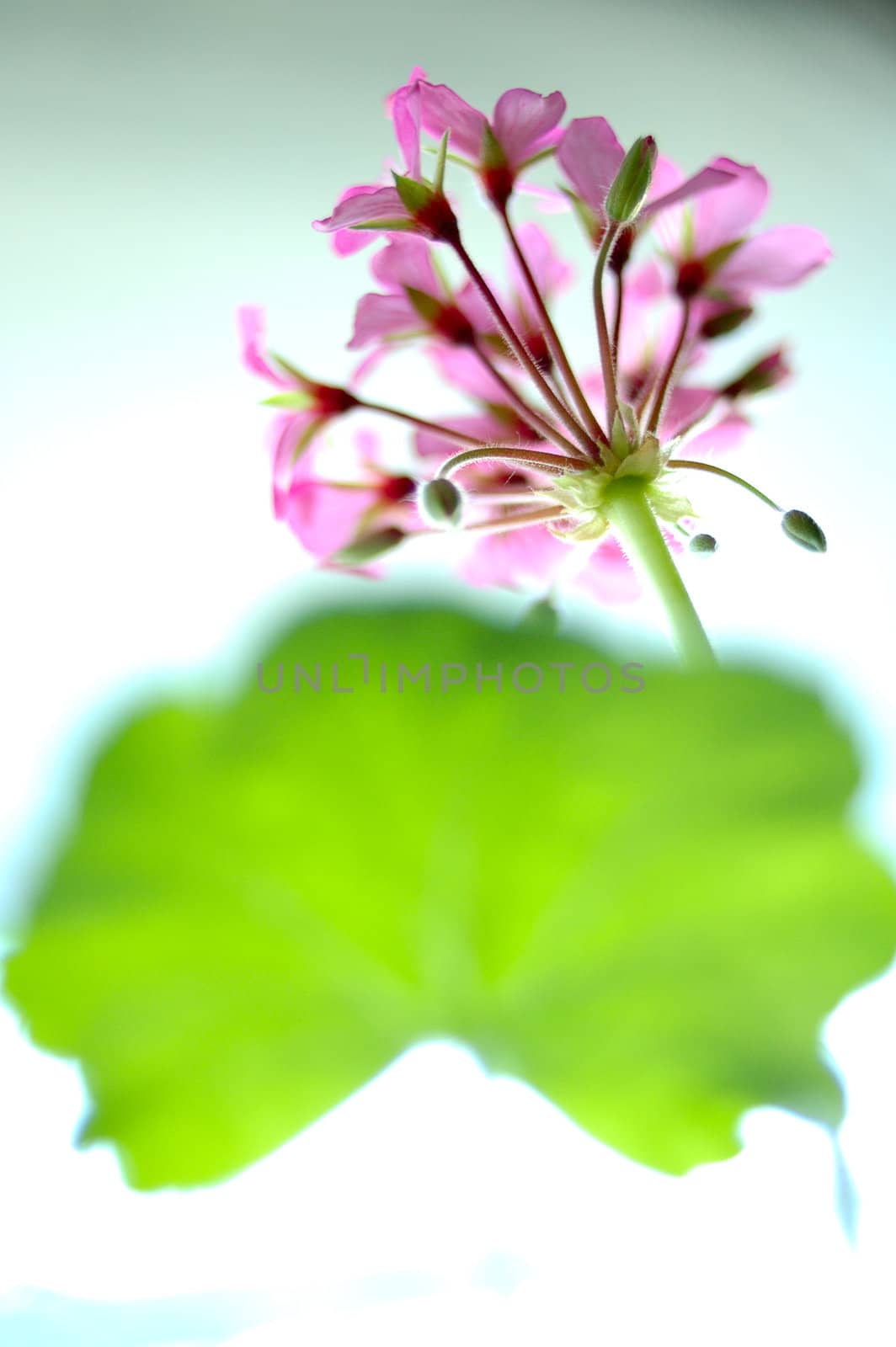 Pink geranium flower with blurred (defocused) background.