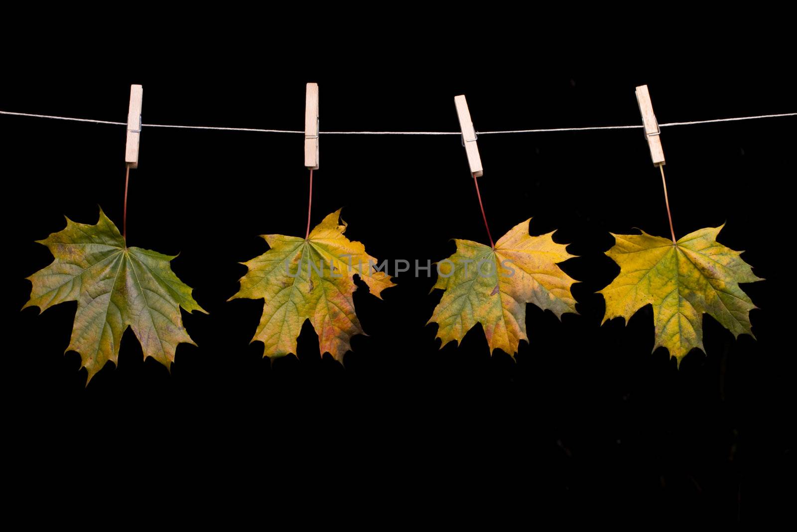 autumn maple leaves on a clothes line by bernjuer