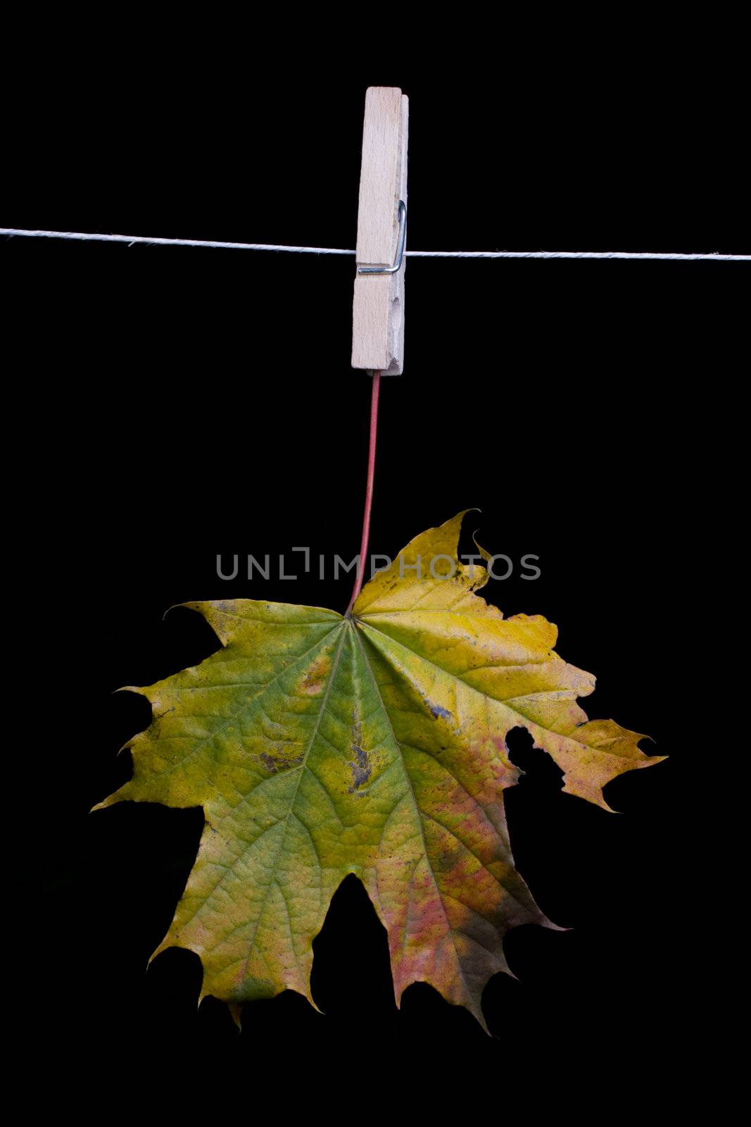 autumn maple leaves on a clothes line by bernjuer