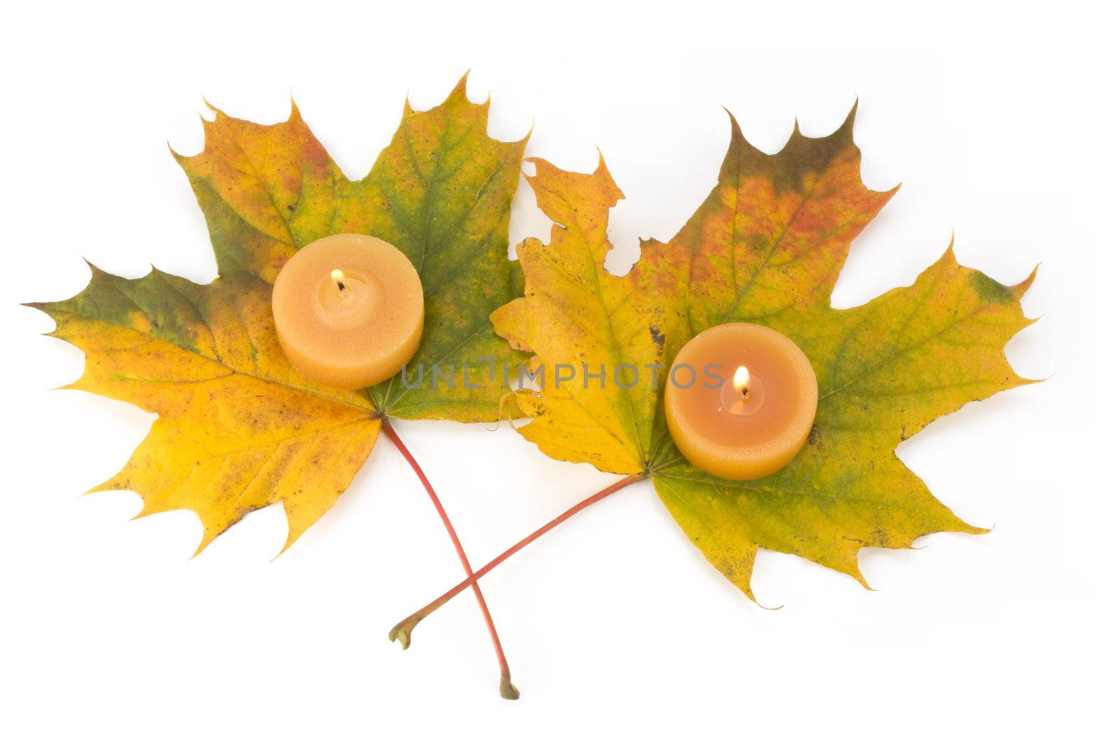 autumn maple leaves and tea lights by bernjuer