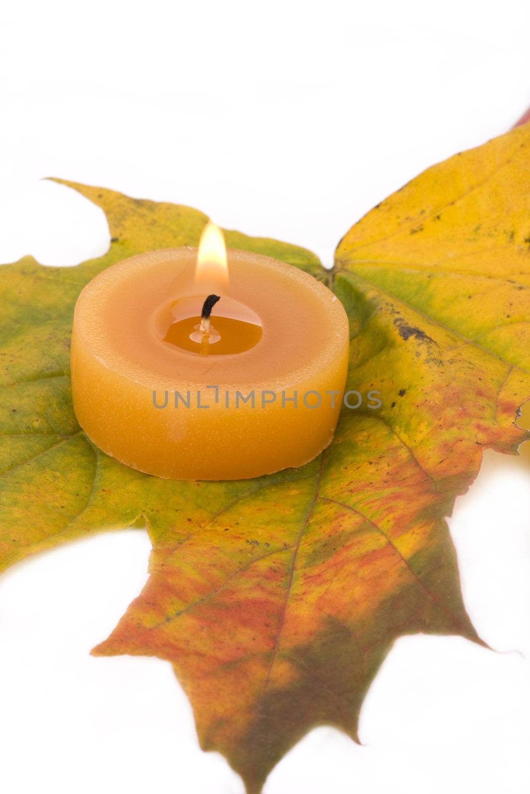 autumn maple leaf and tea light by bernjuer