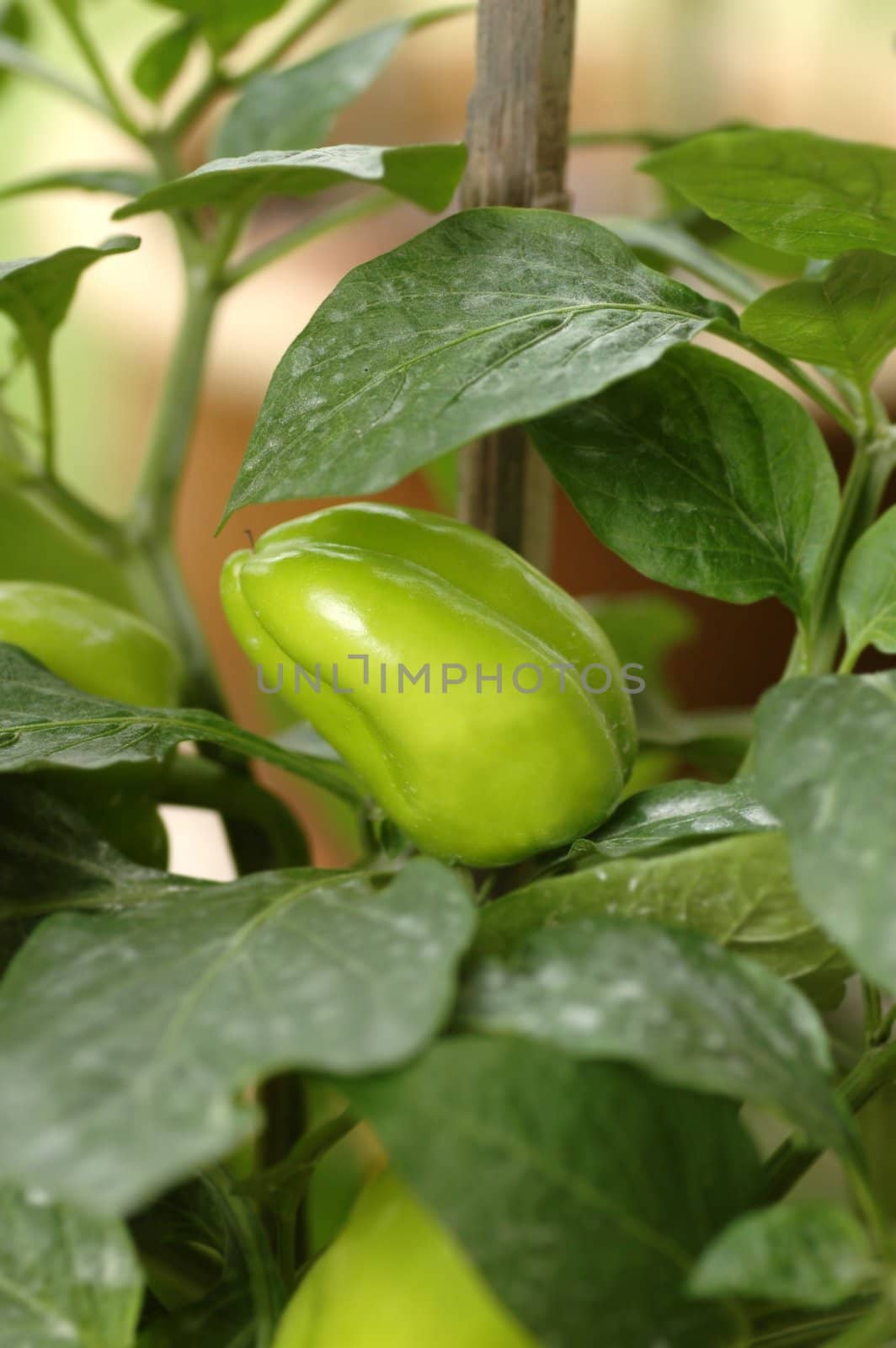 Green Chili Bell Pepper Plant by khwi