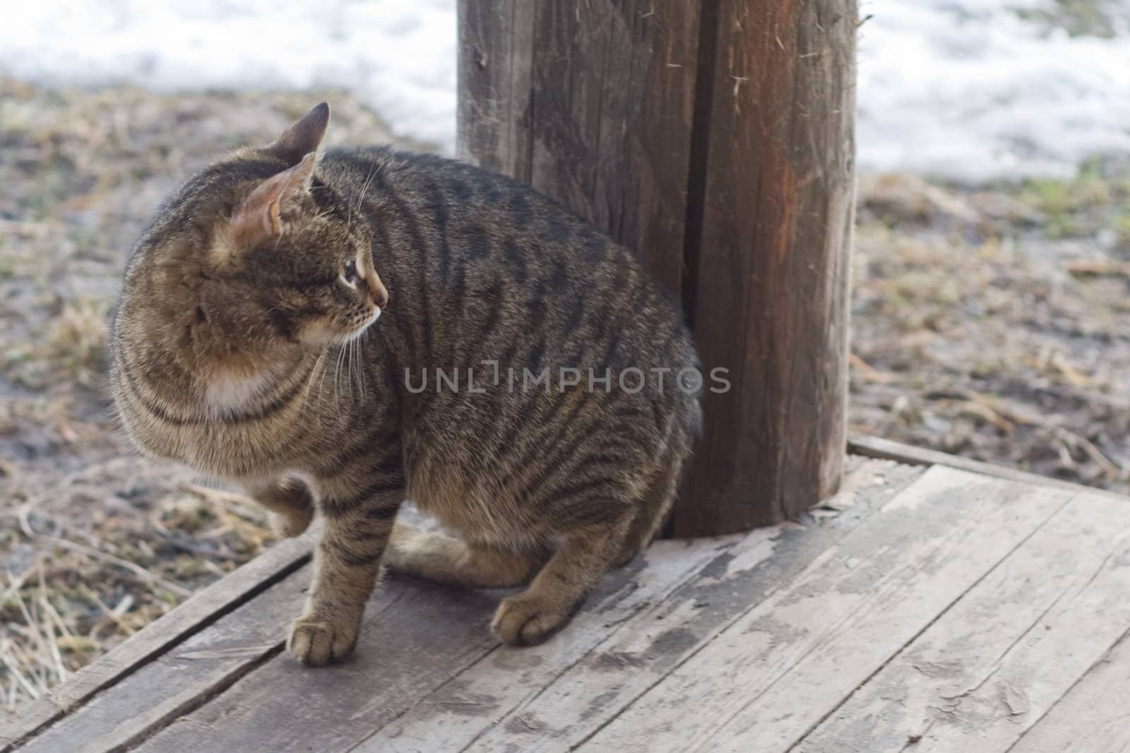 Grey tabby cat sitting on a porch of a country house
