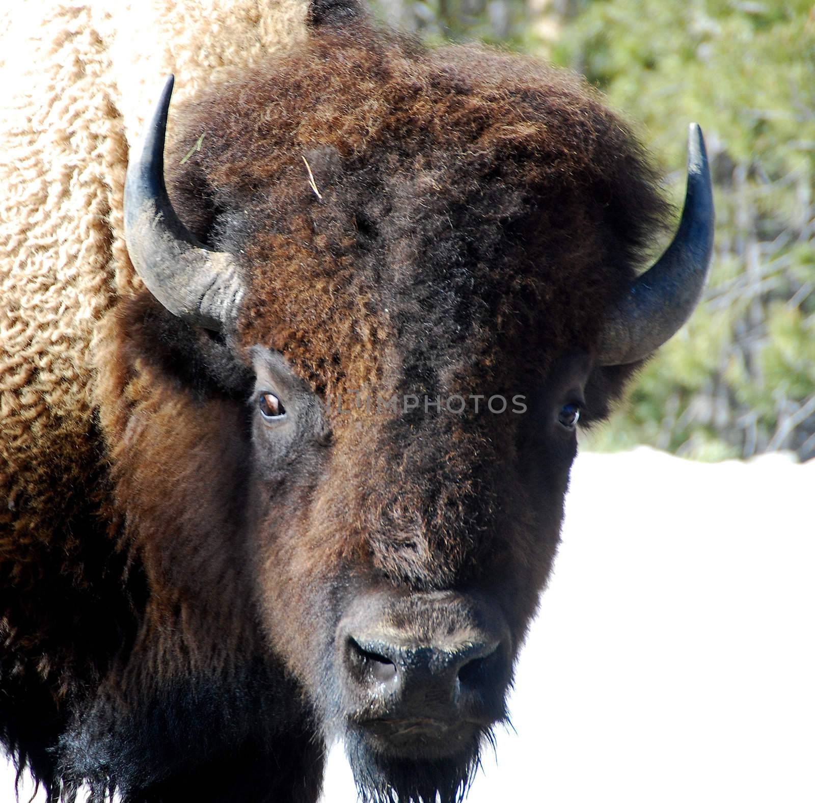 Close-up of a buffalo in the wilderness