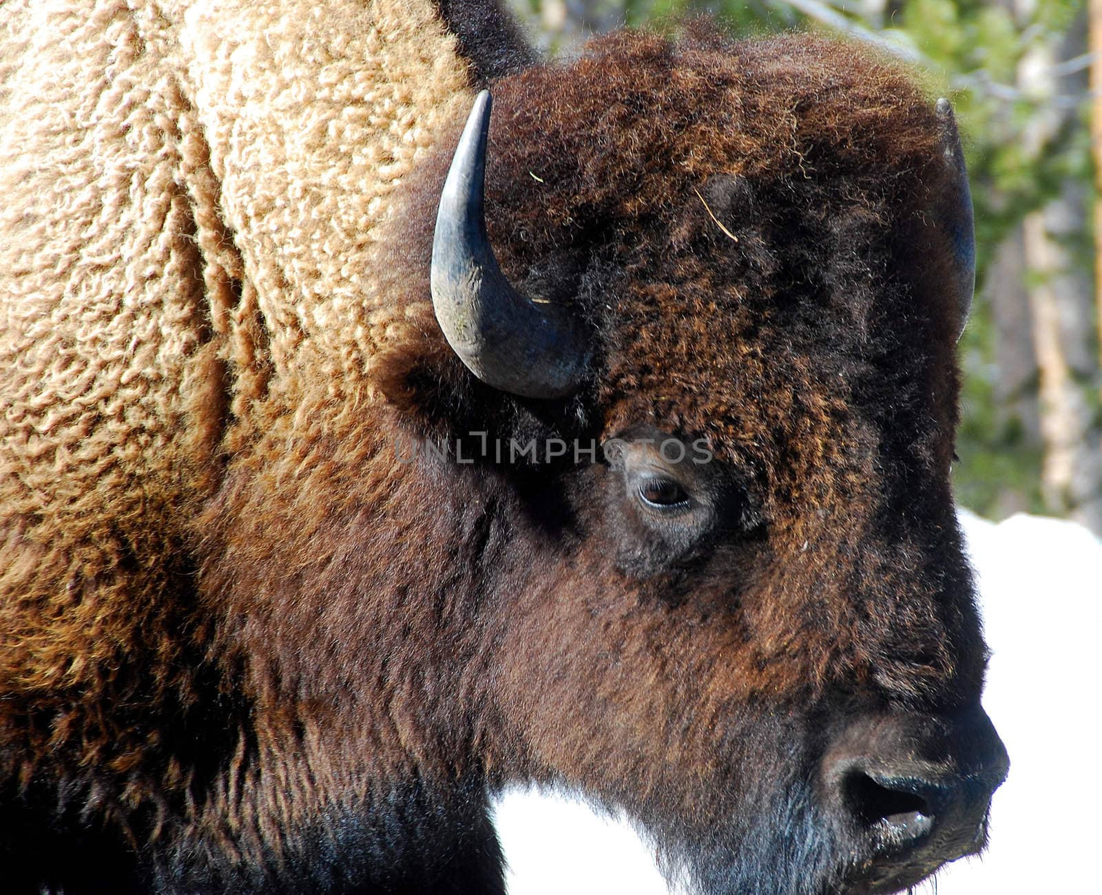 Close-up of a buffalo in the wilderness