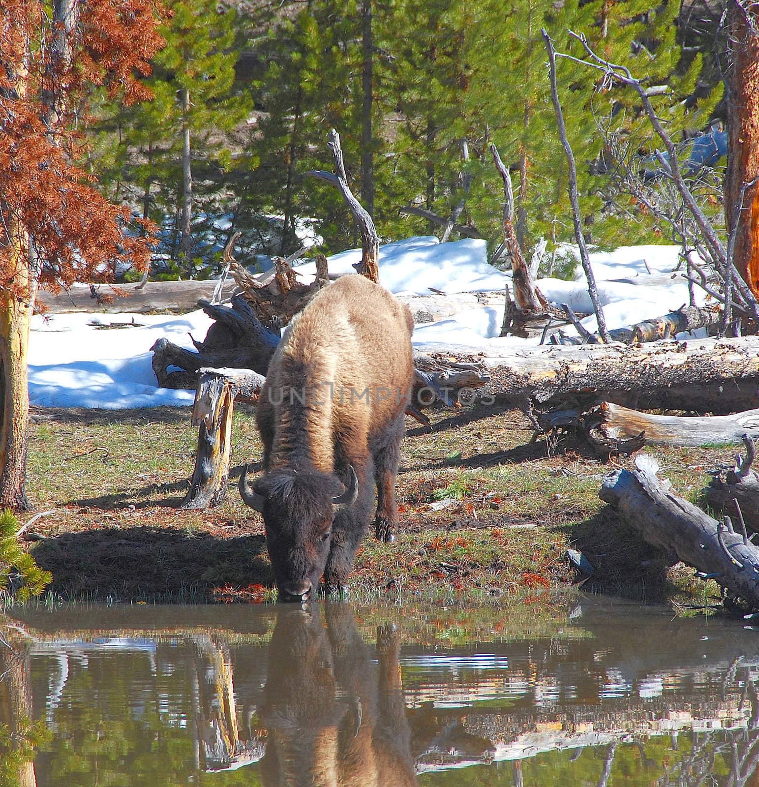Buffalo in the wilderness at a pond