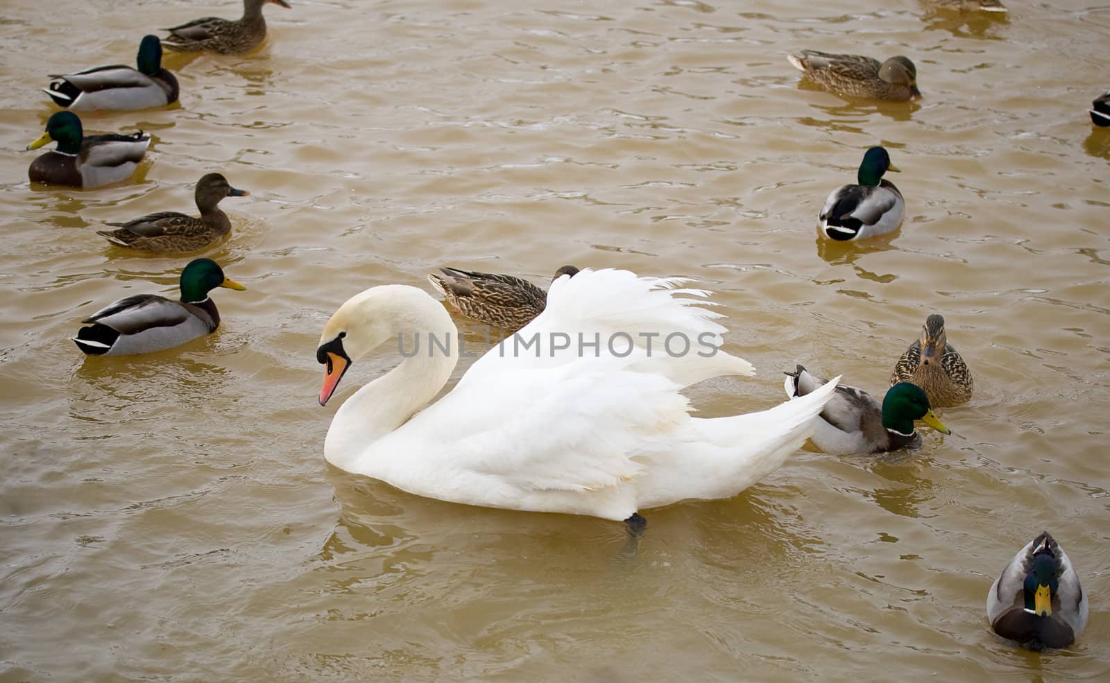 white swan swimming among ducks on lake