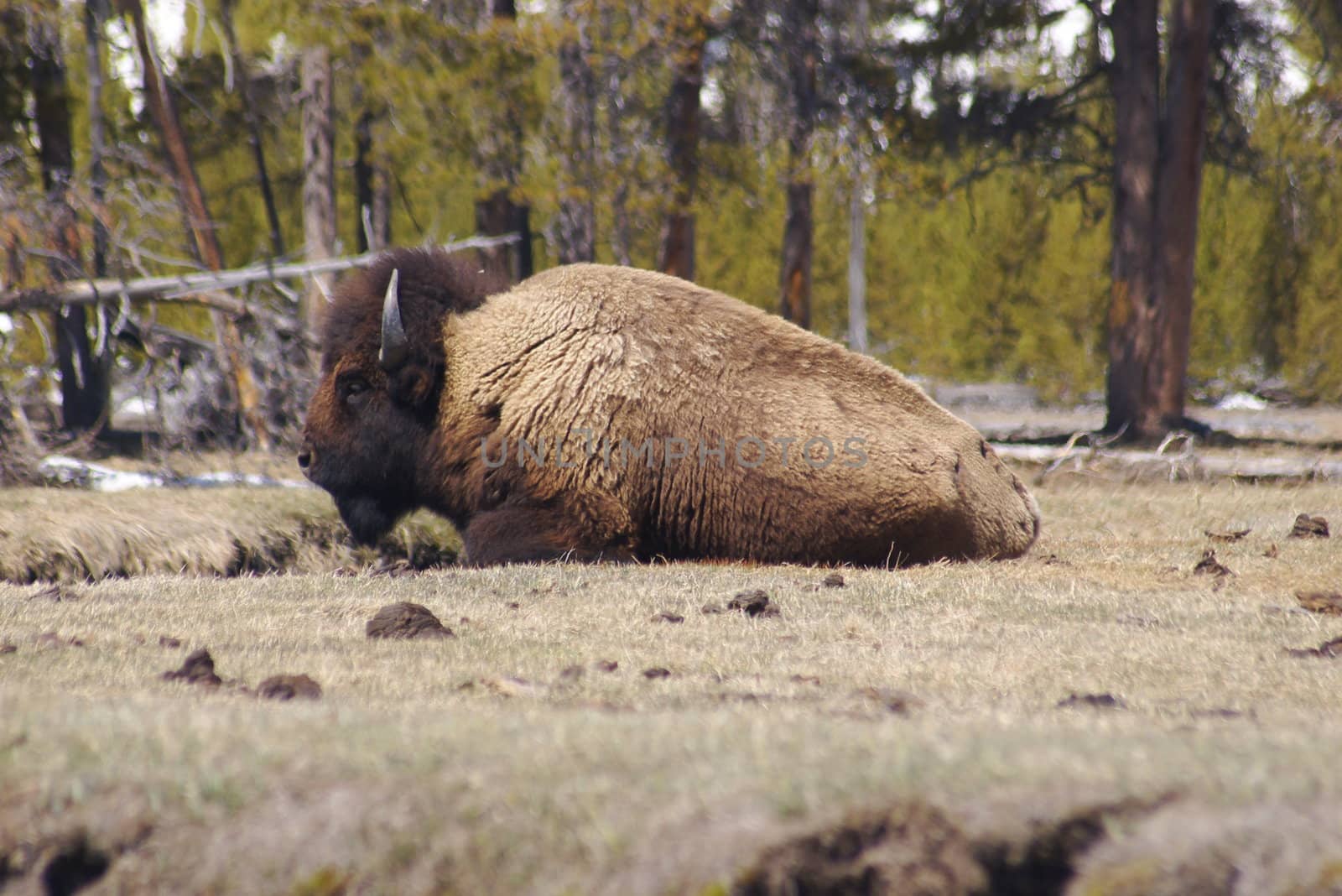 Buffalo I by photocdn39