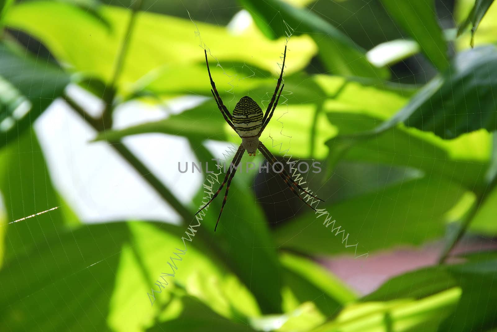 Close-up of a spider in a web