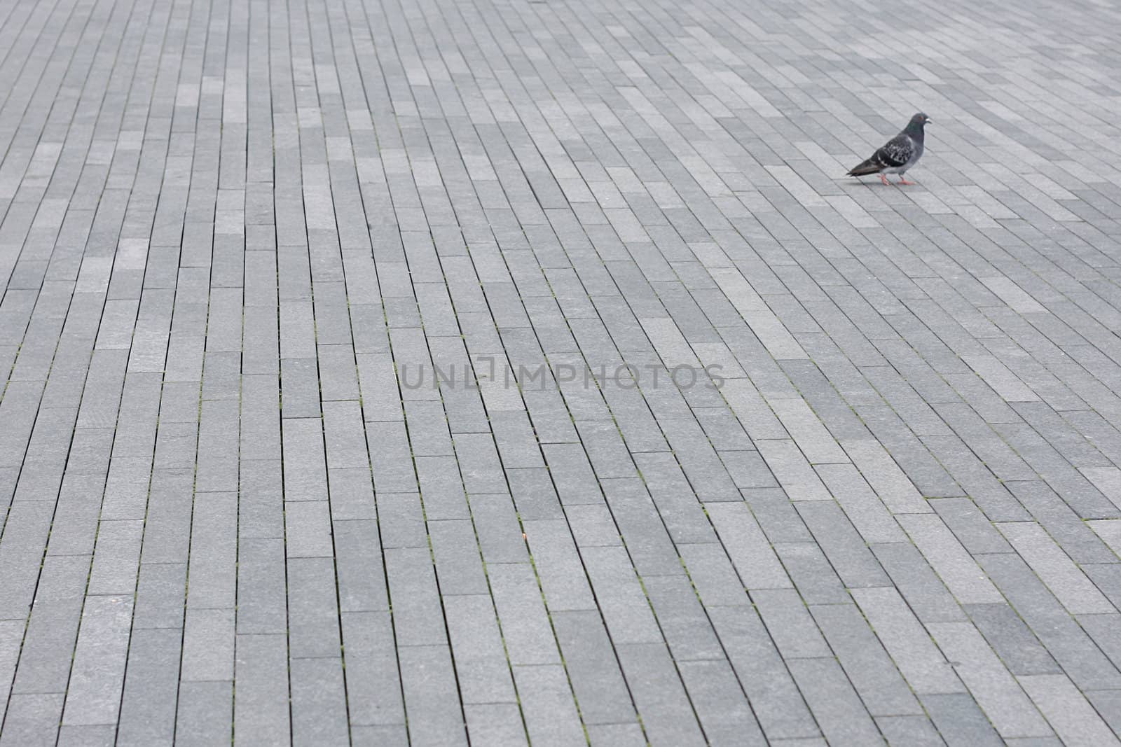 A pigeon on the pavement in London