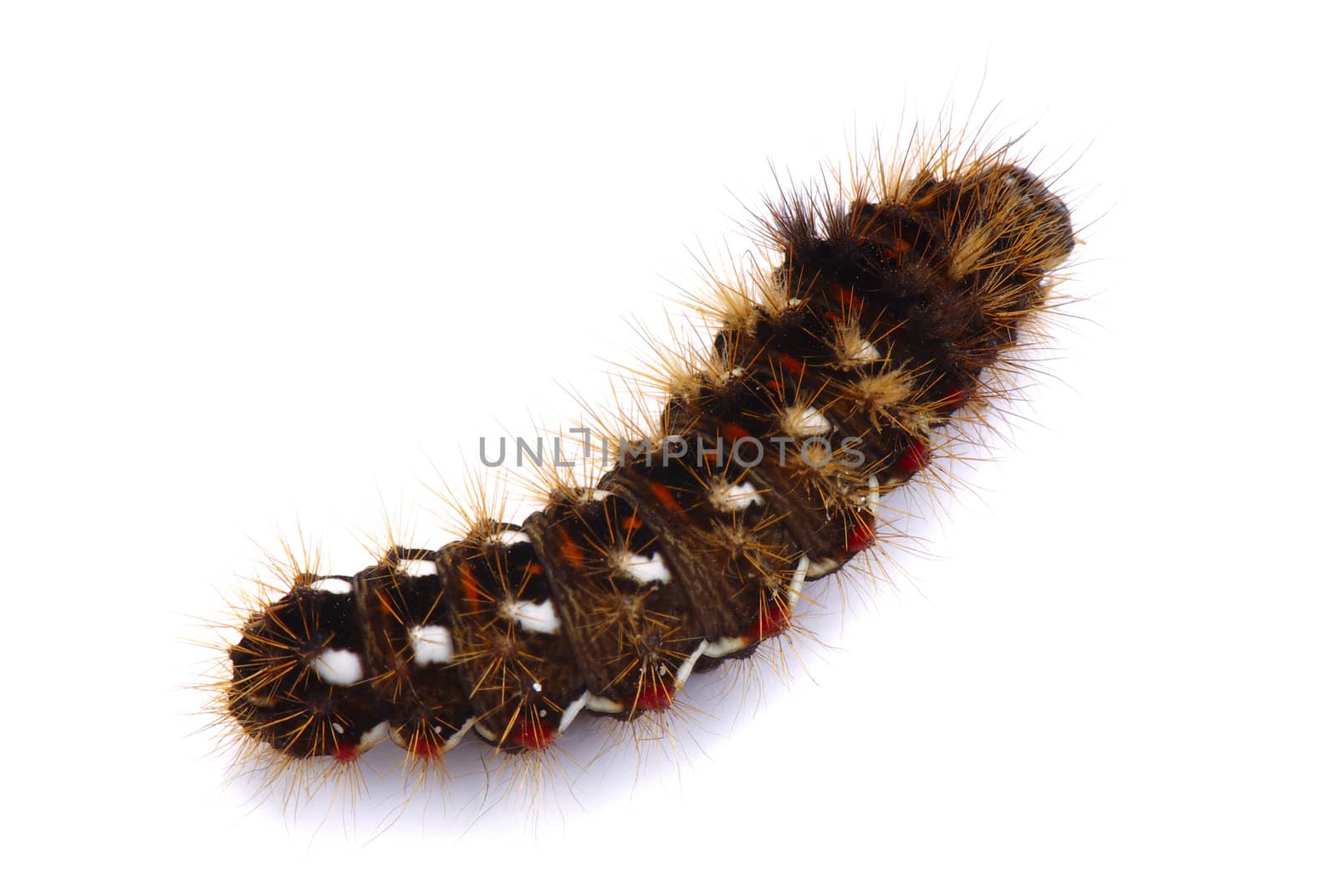 Shaggy caterpillar on a white background. A close up.