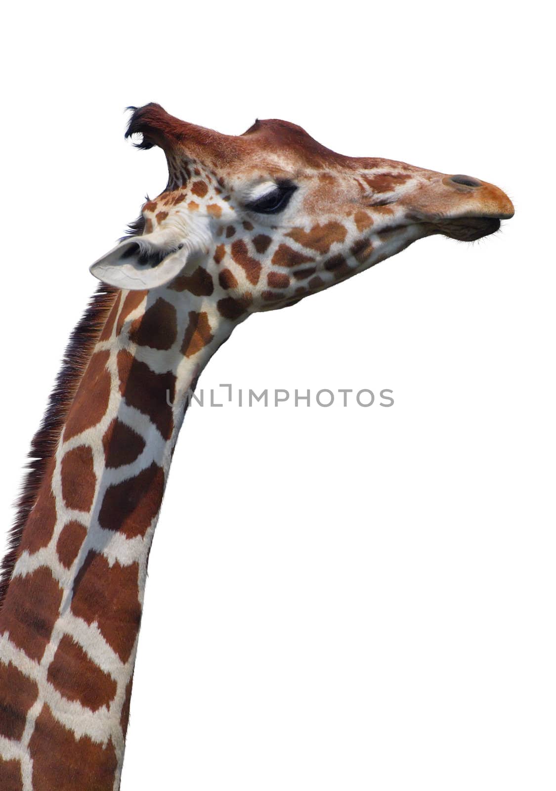 Close-up of a giraffe's face, isolated on white background