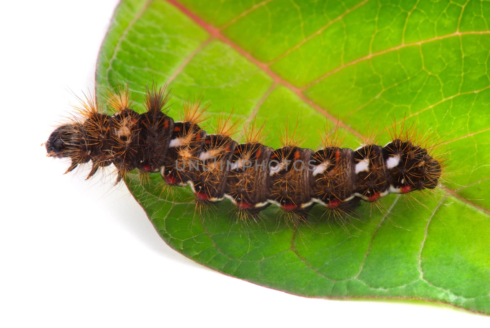  Shaggy caterpillar on green leaf. A close up.