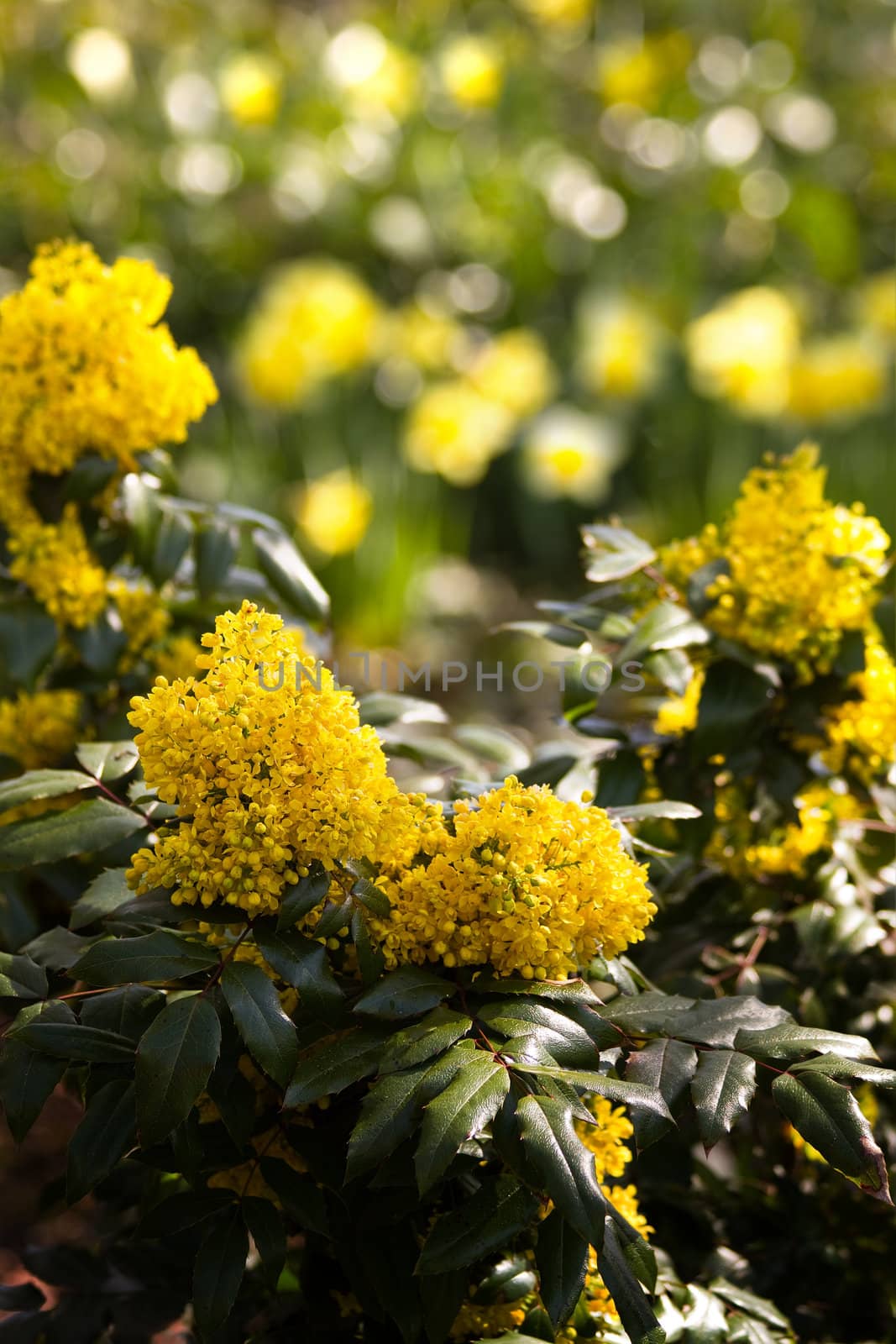 Bush of Oregon-grape in spring with bokeh in background