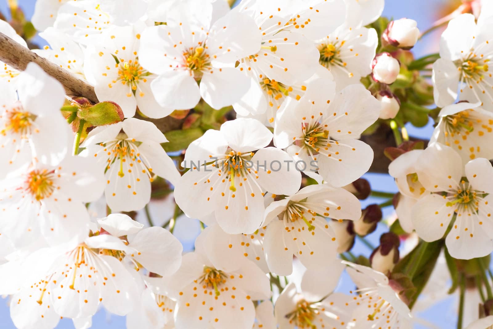 White cherry blossom in spring by Colette