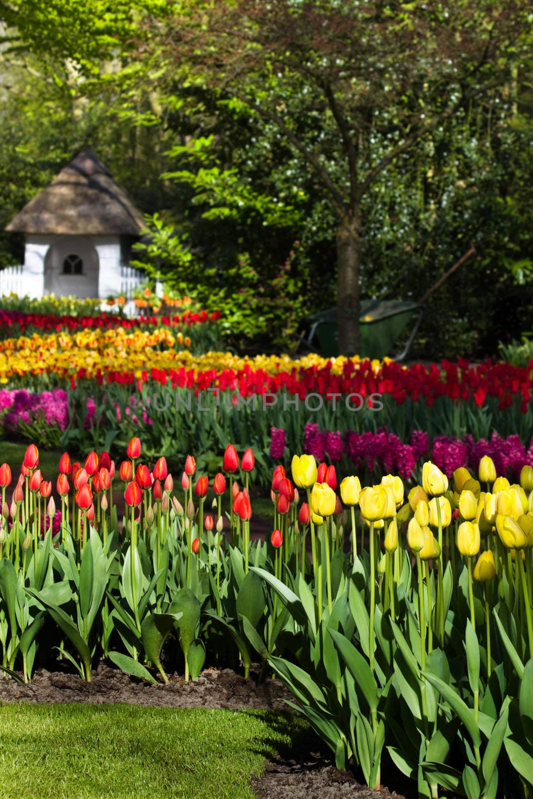 Spring garden with colorful tulips in yellow and red