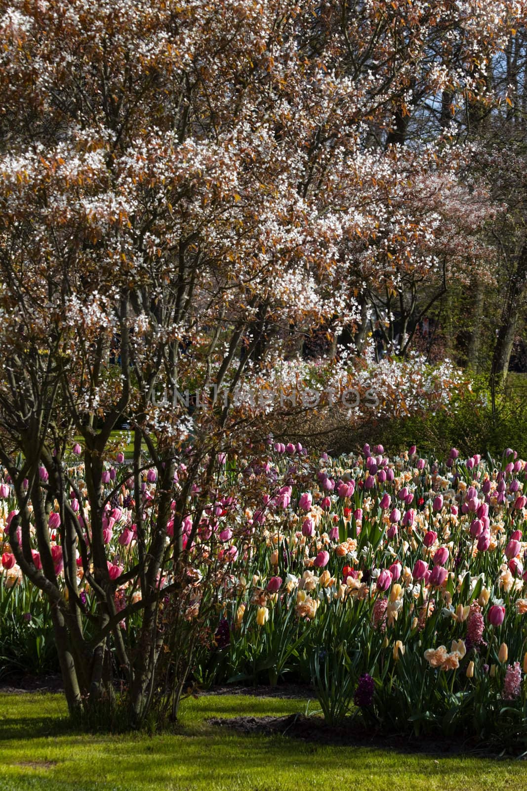 Spring in pastel colors by Colette