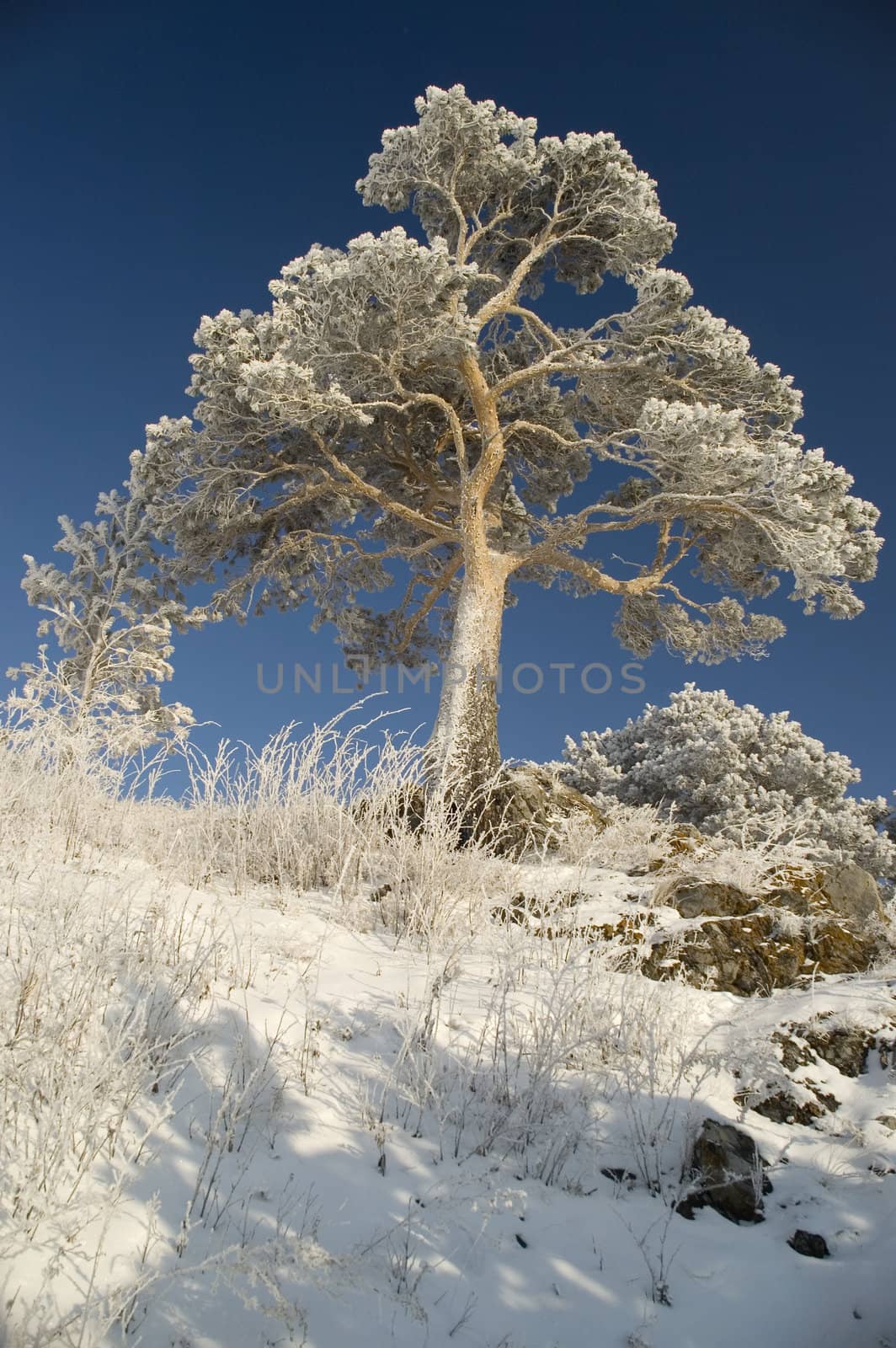 On a background of the light-blue sky a tree in snow.
