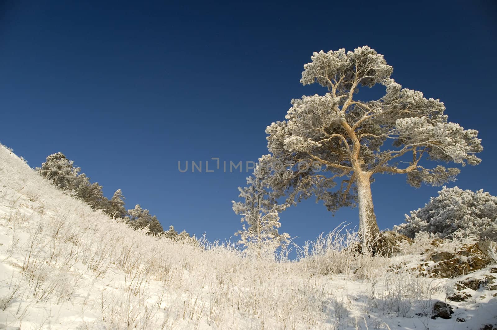 On a background of the light-blue sky a lonely tree in snow.