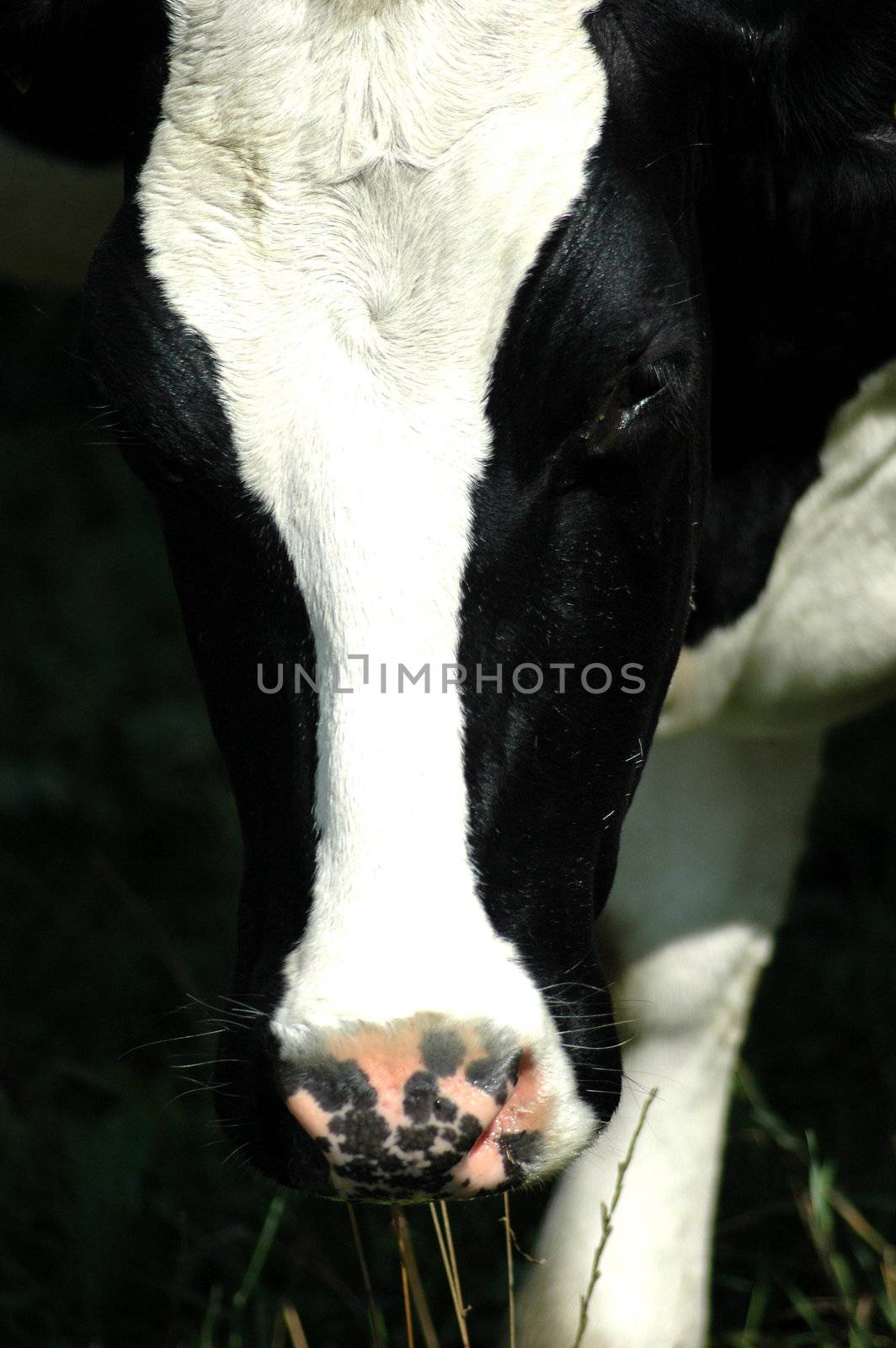 cow eating bio grass