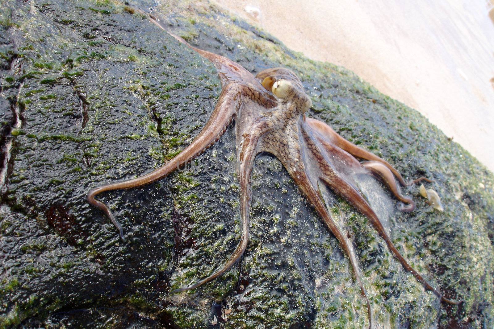 Octopus by Daniel_Wiedemann