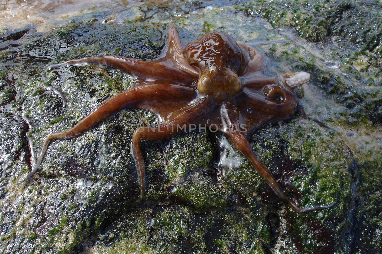 red/purple octopus.