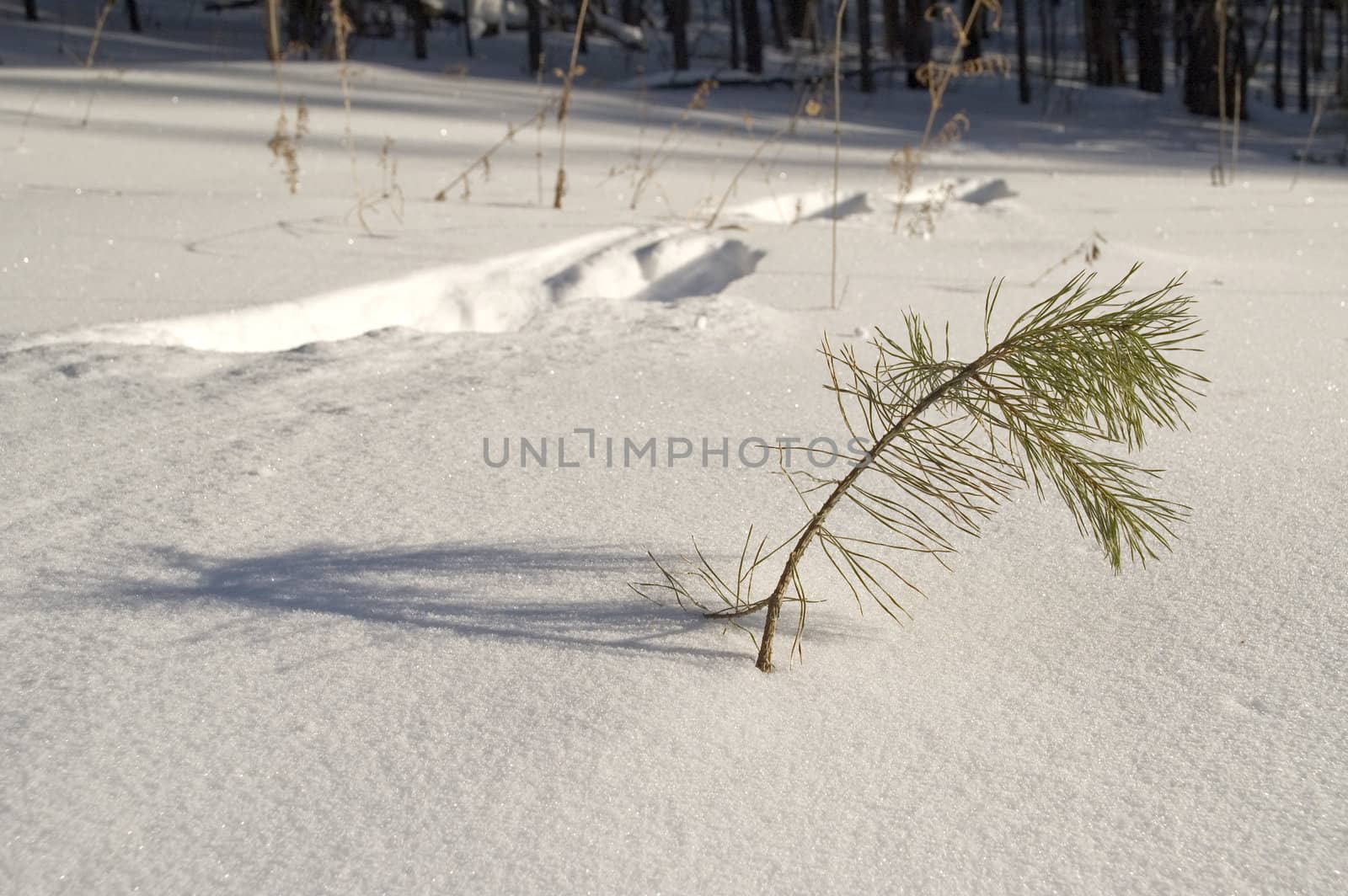 Traces of an animal on snow.