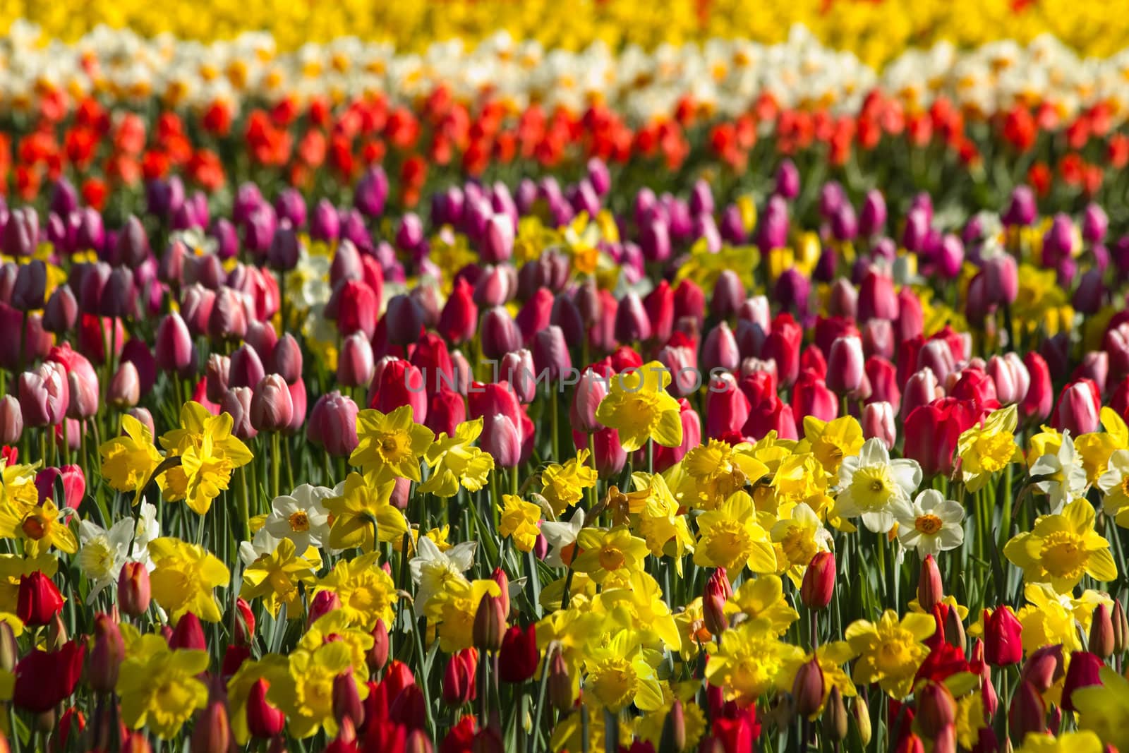 Background with spring flowers blooming in red, orange, yellow and white