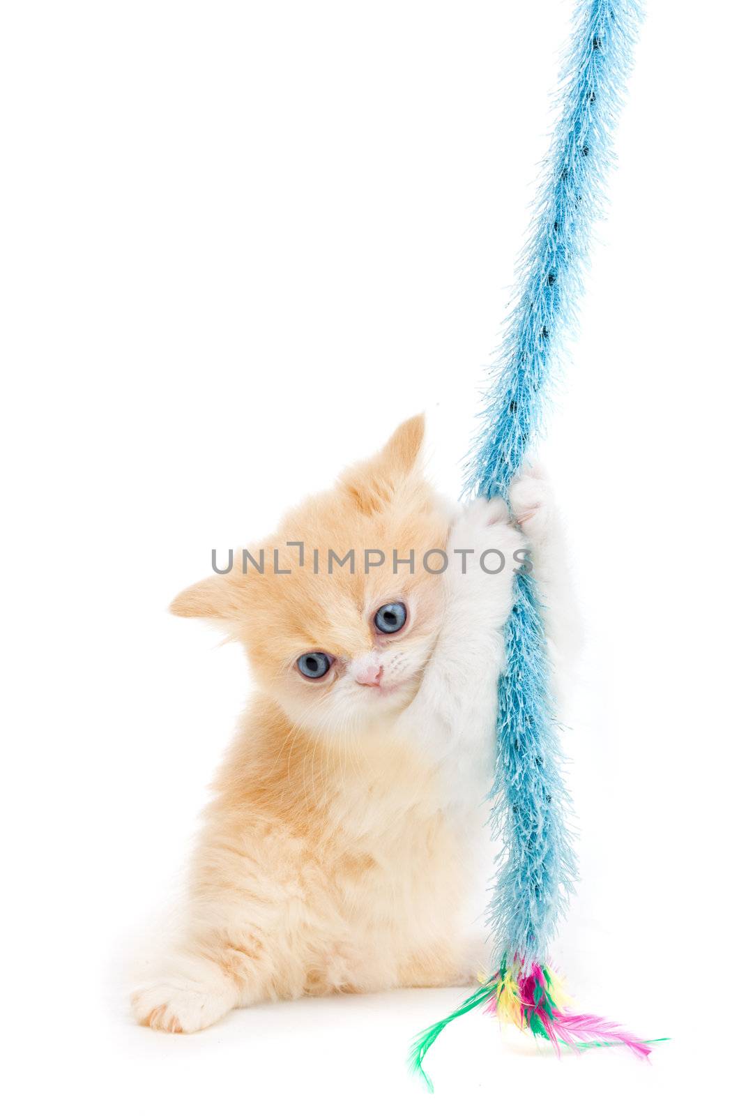 Young cute kitten playing with a toy