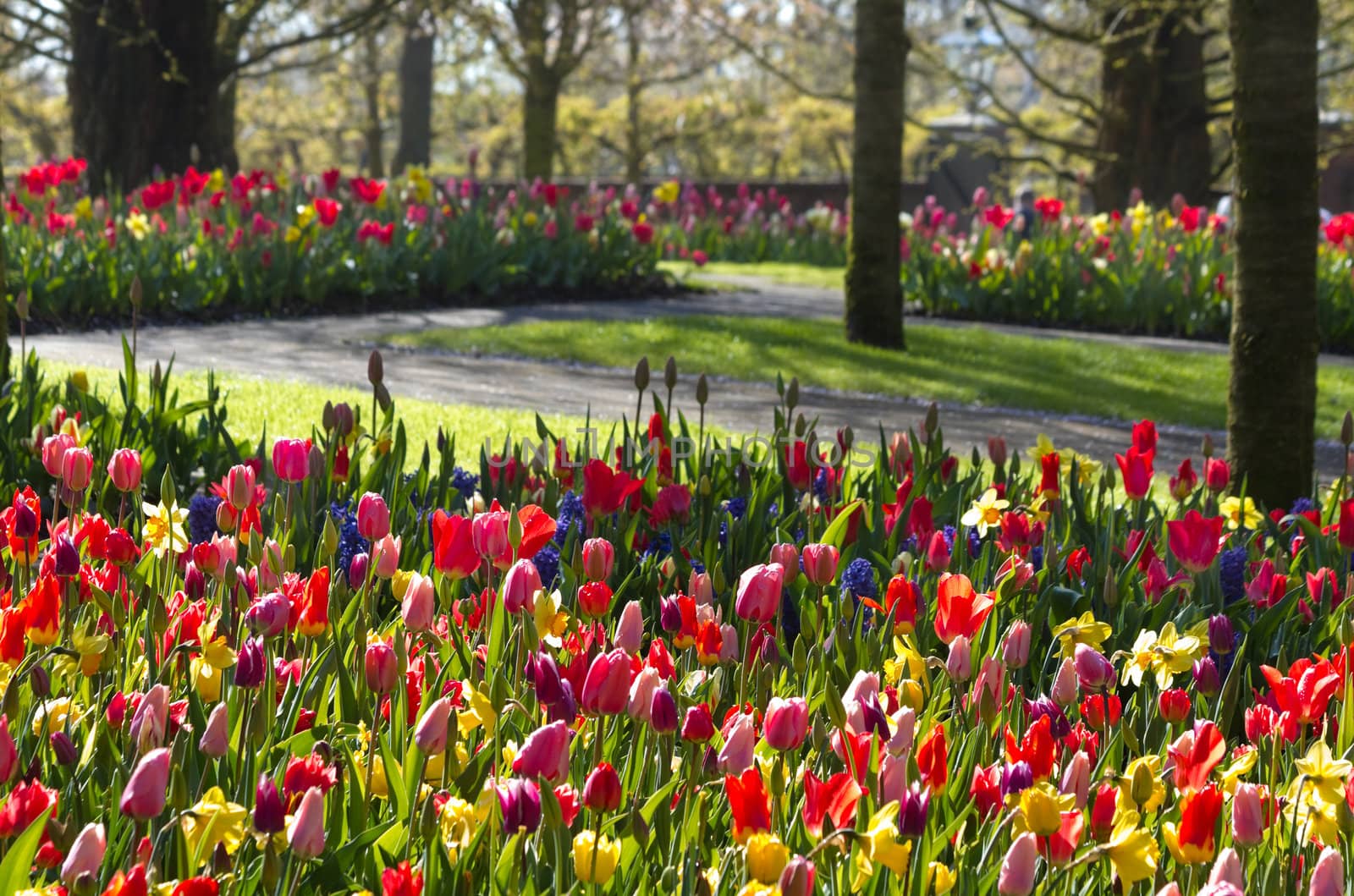 Colorful spring garden on early morning in april