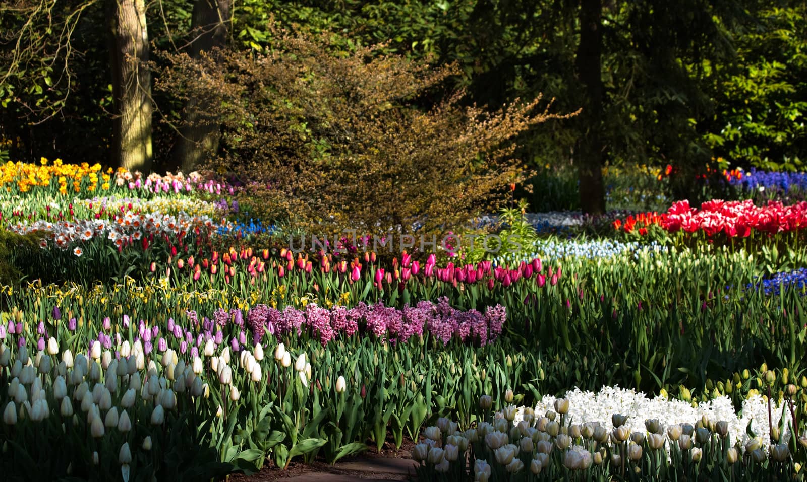 Tulips, hyacinths and daffodils in colorful spring garden in april