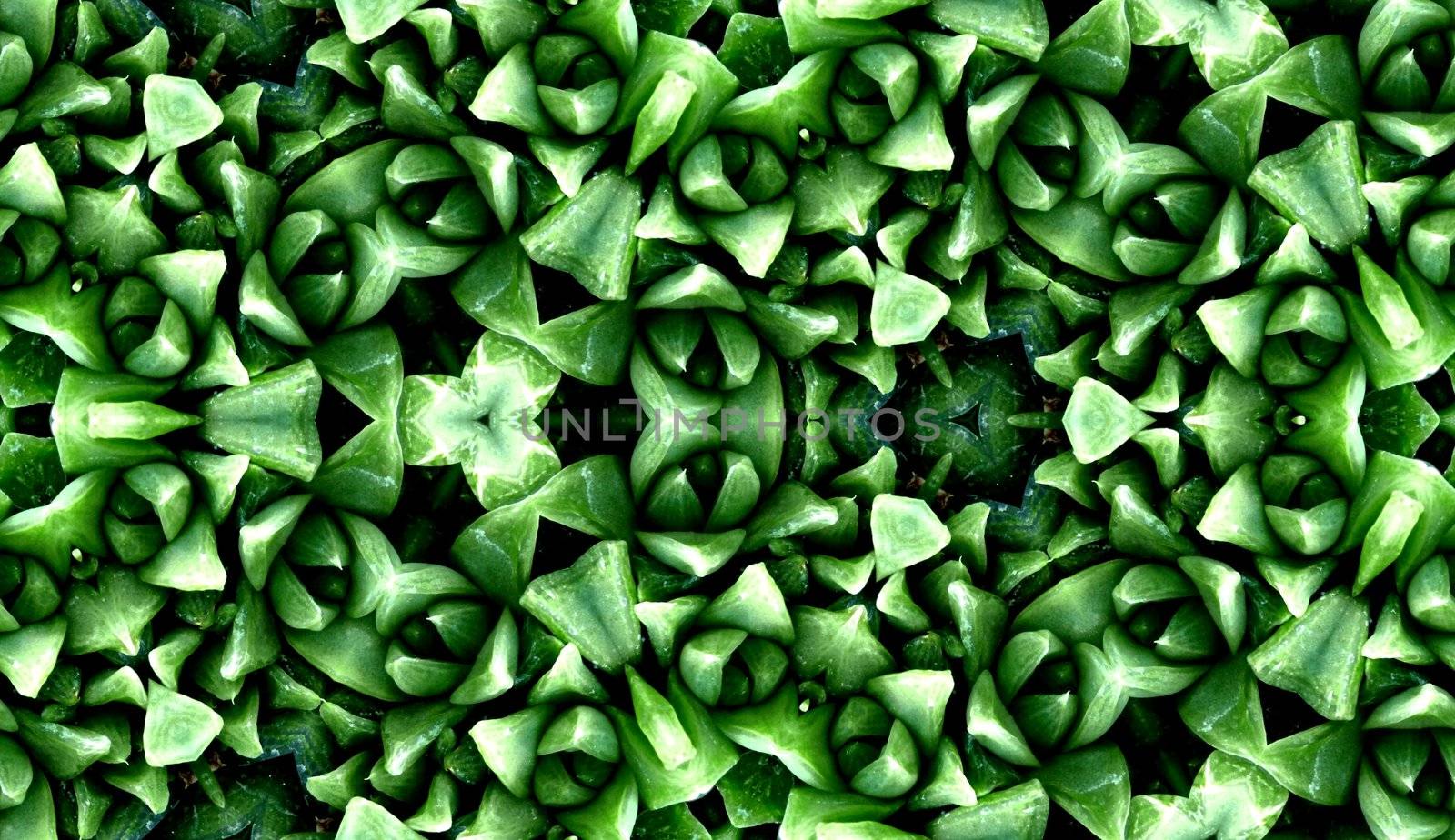 A seamless pattern background made from some smooth cactus leaves.
