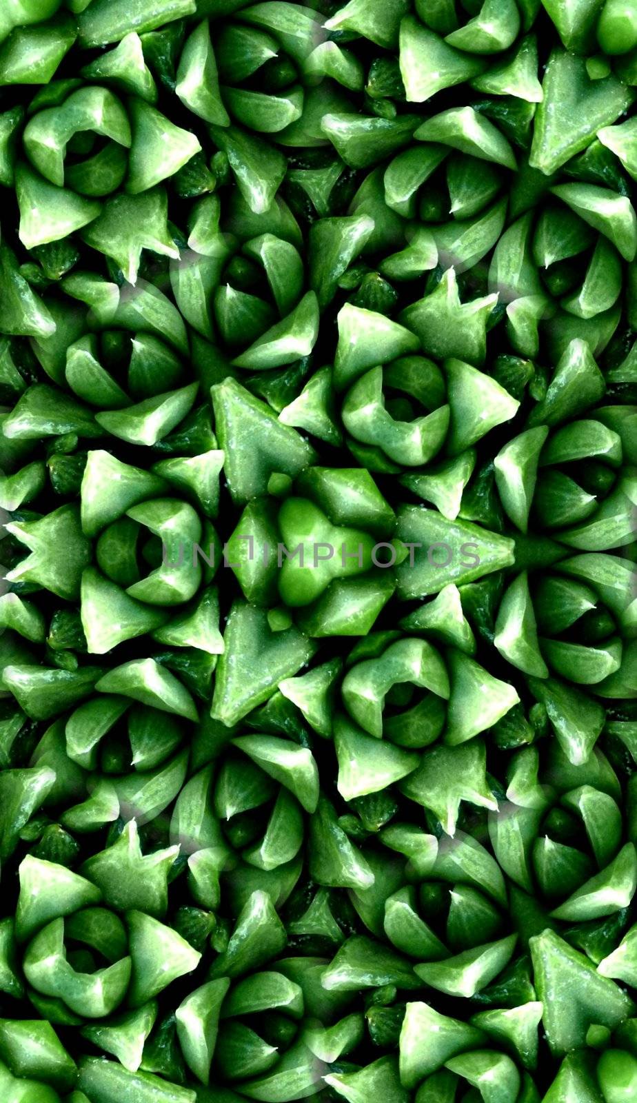 A seamless pattern background made from some smooth cactus leaves.
