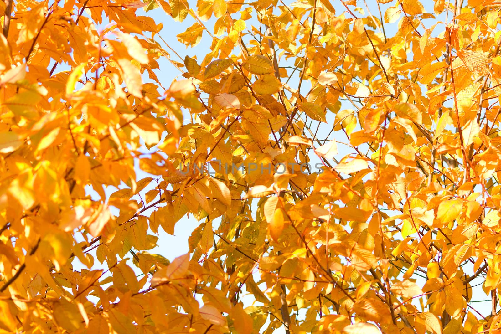 Autumn at the park. Landscape