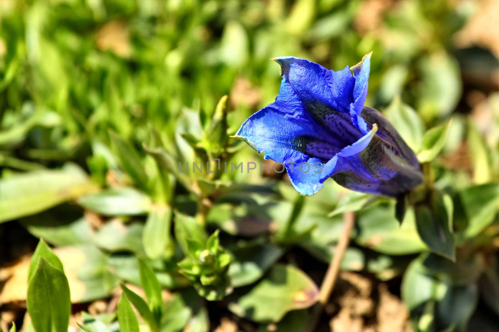 Trumpet gentian, blue spring flower in garden