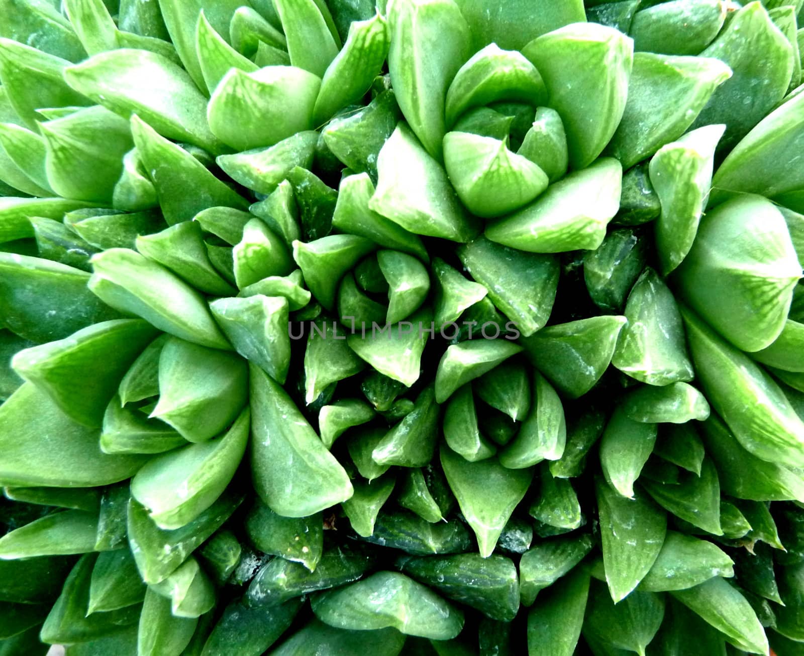 A close up of a non spiny green cactus.