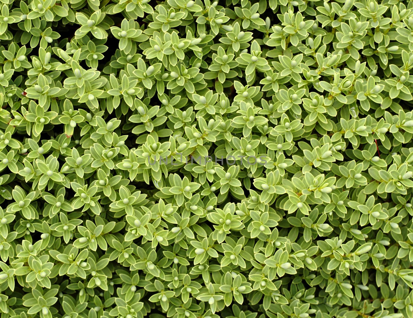 green leaf texture  for background use