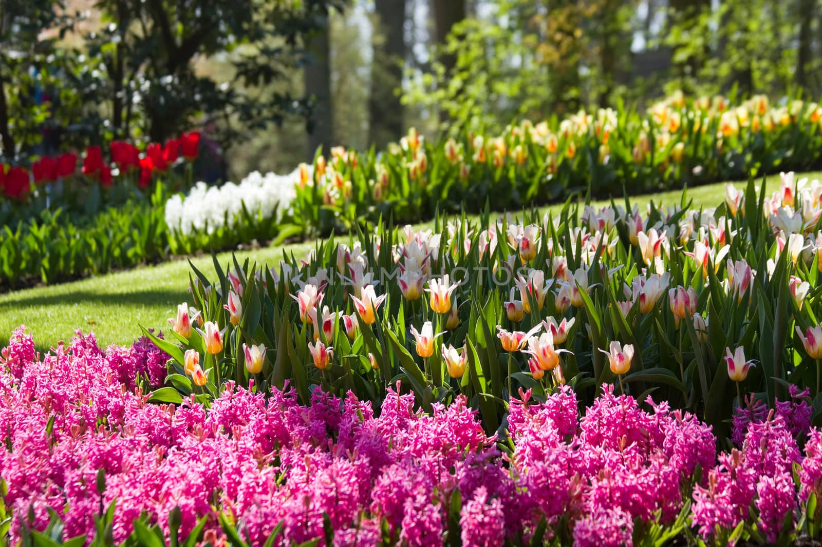 Garden with pink hyacinths and colorful tulips on a sunny day in spring