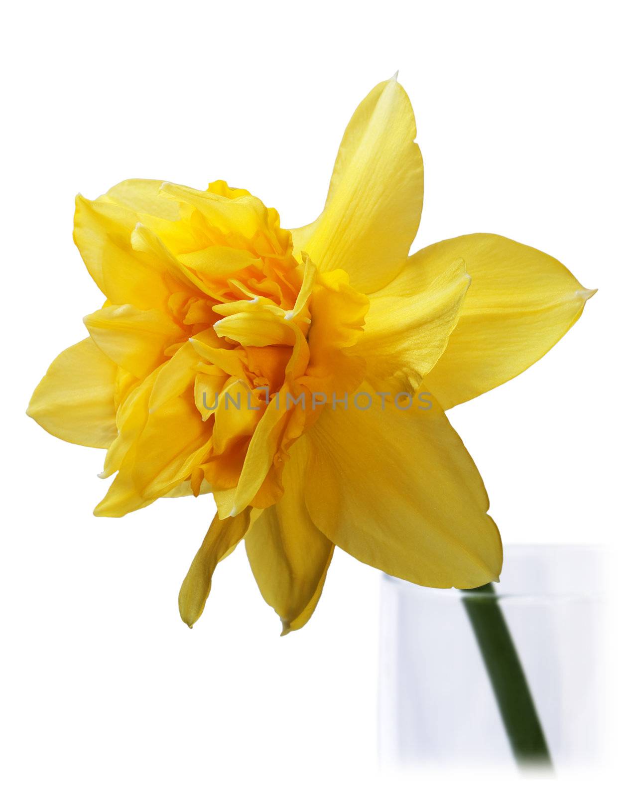 Yellow Narcissus isolated on the white background