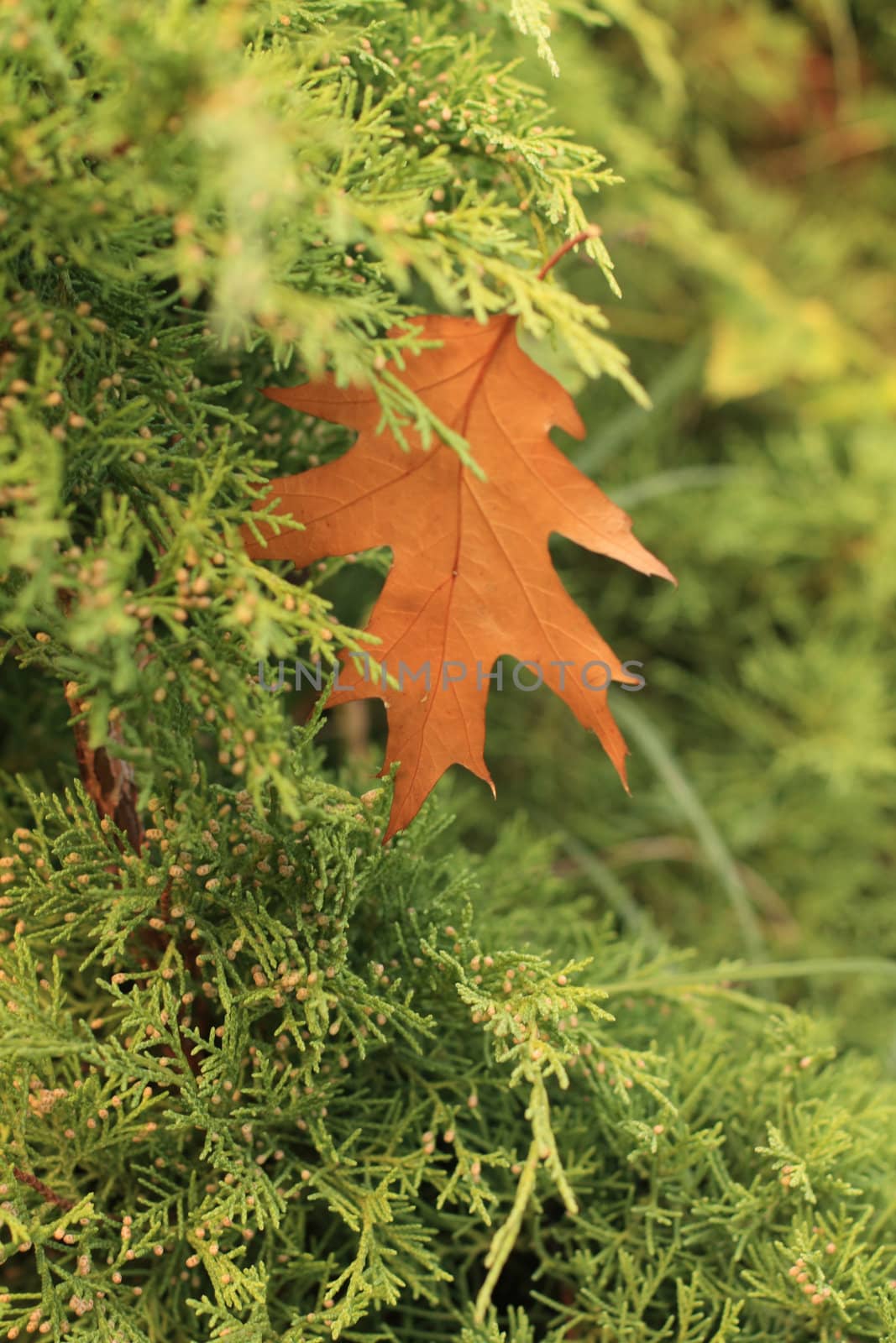 Oak leaf by Lessadar