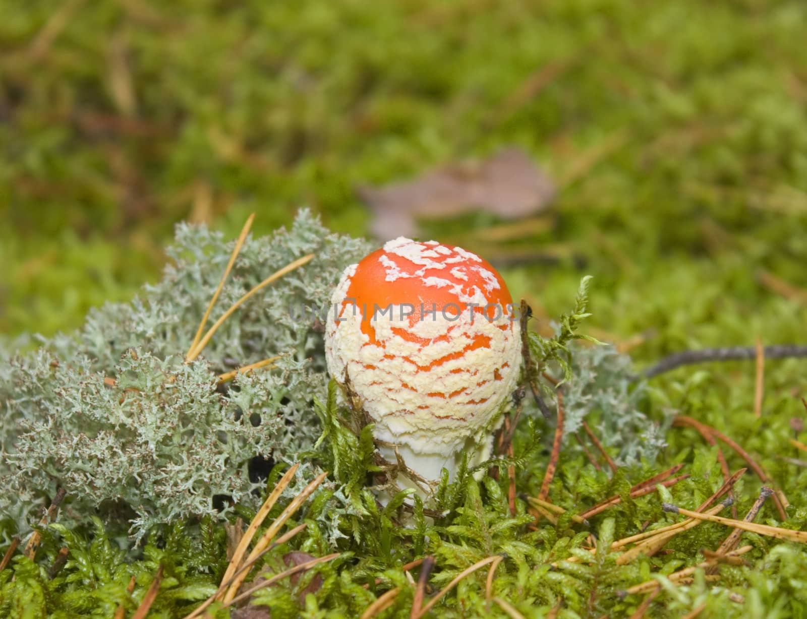 fly agaric, moss