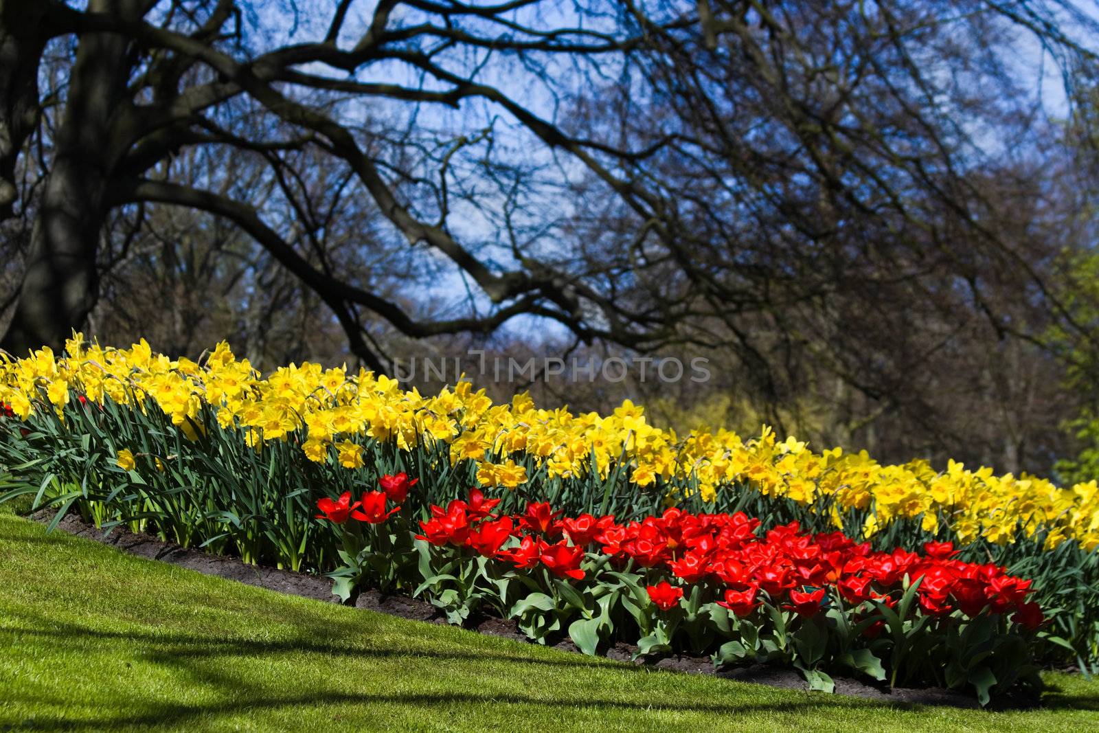 Red tulips and yellow daffodils in park in spring