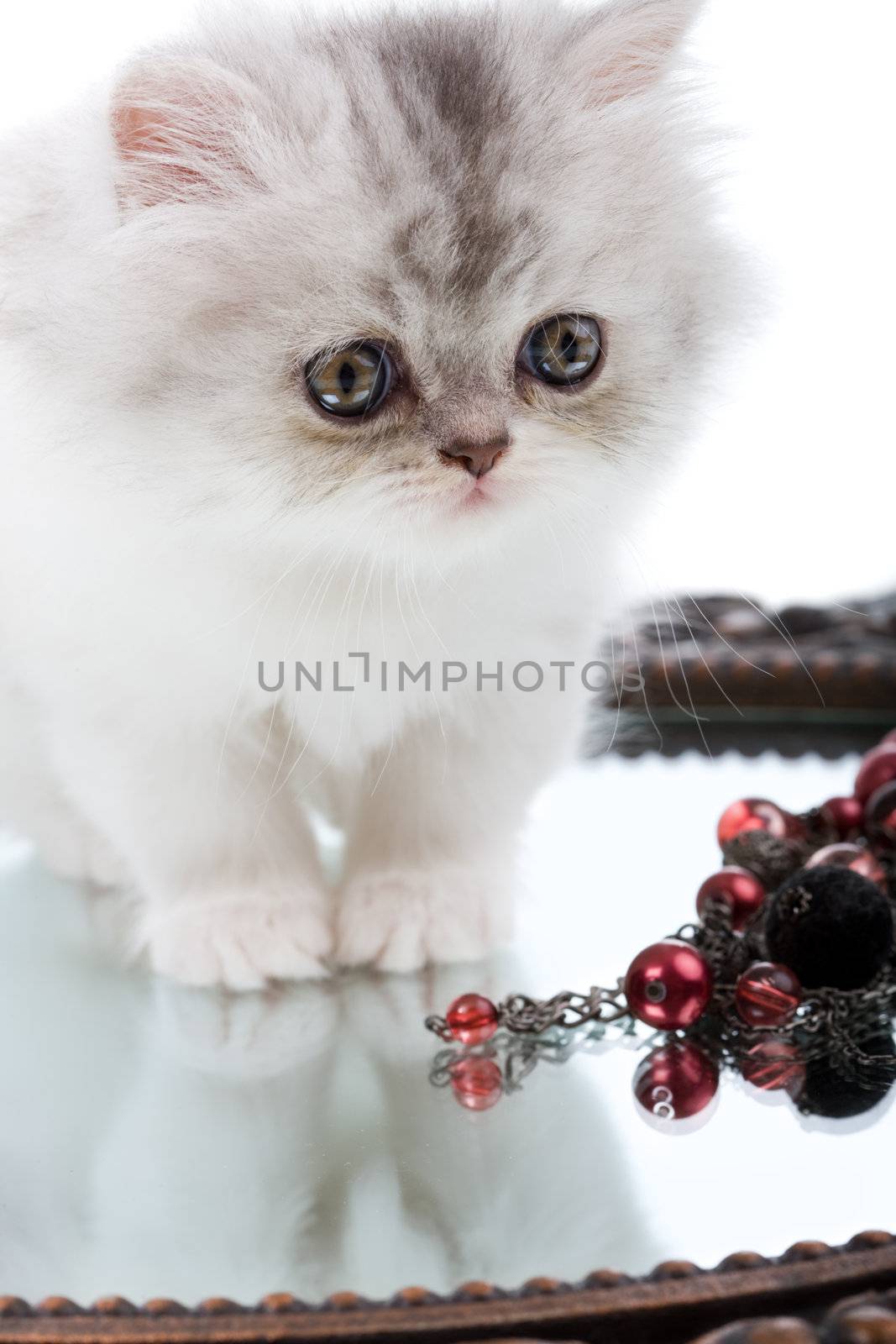 Young cute Kitten and mirror with jewellery