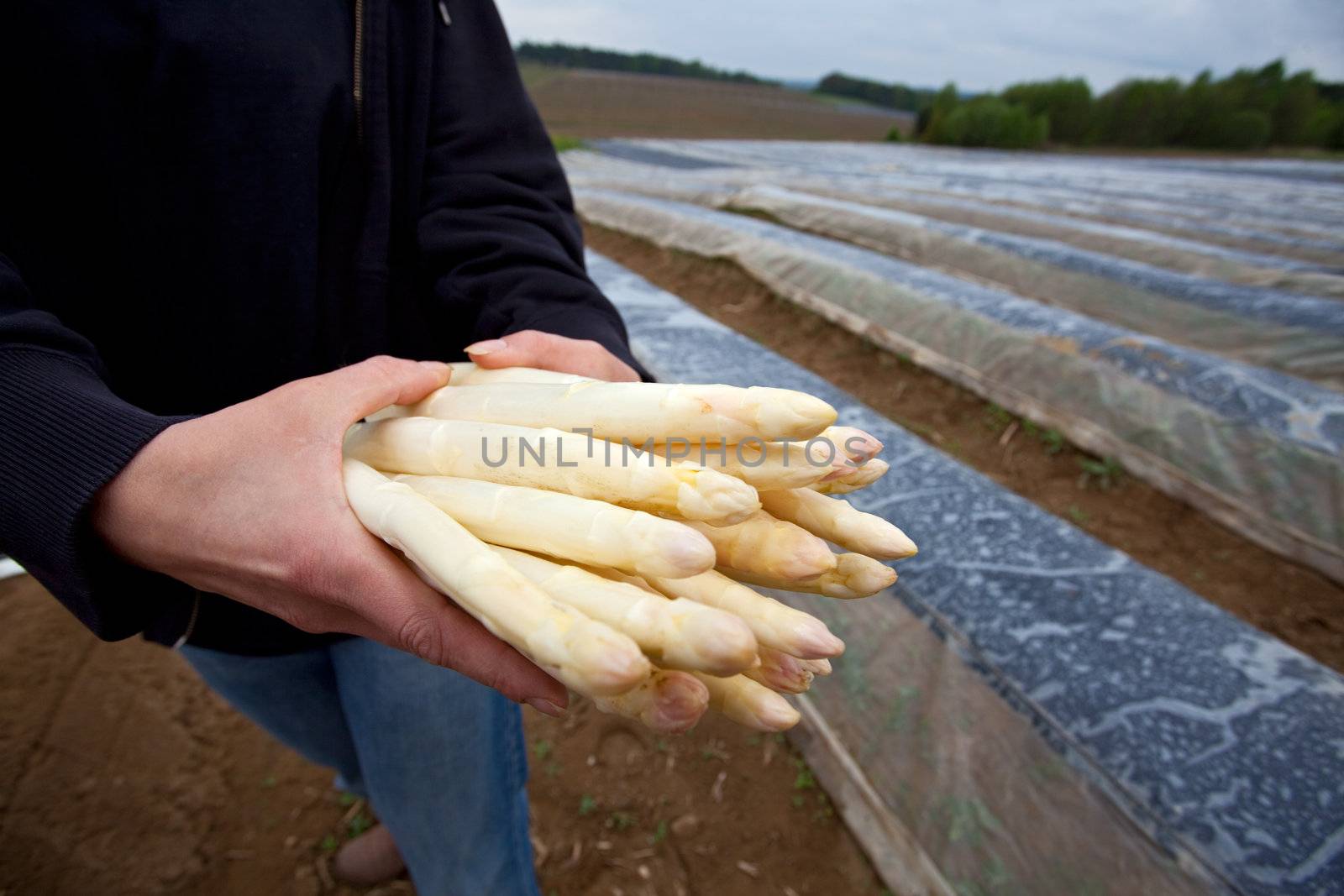 white asparagus held by a farmer on a field